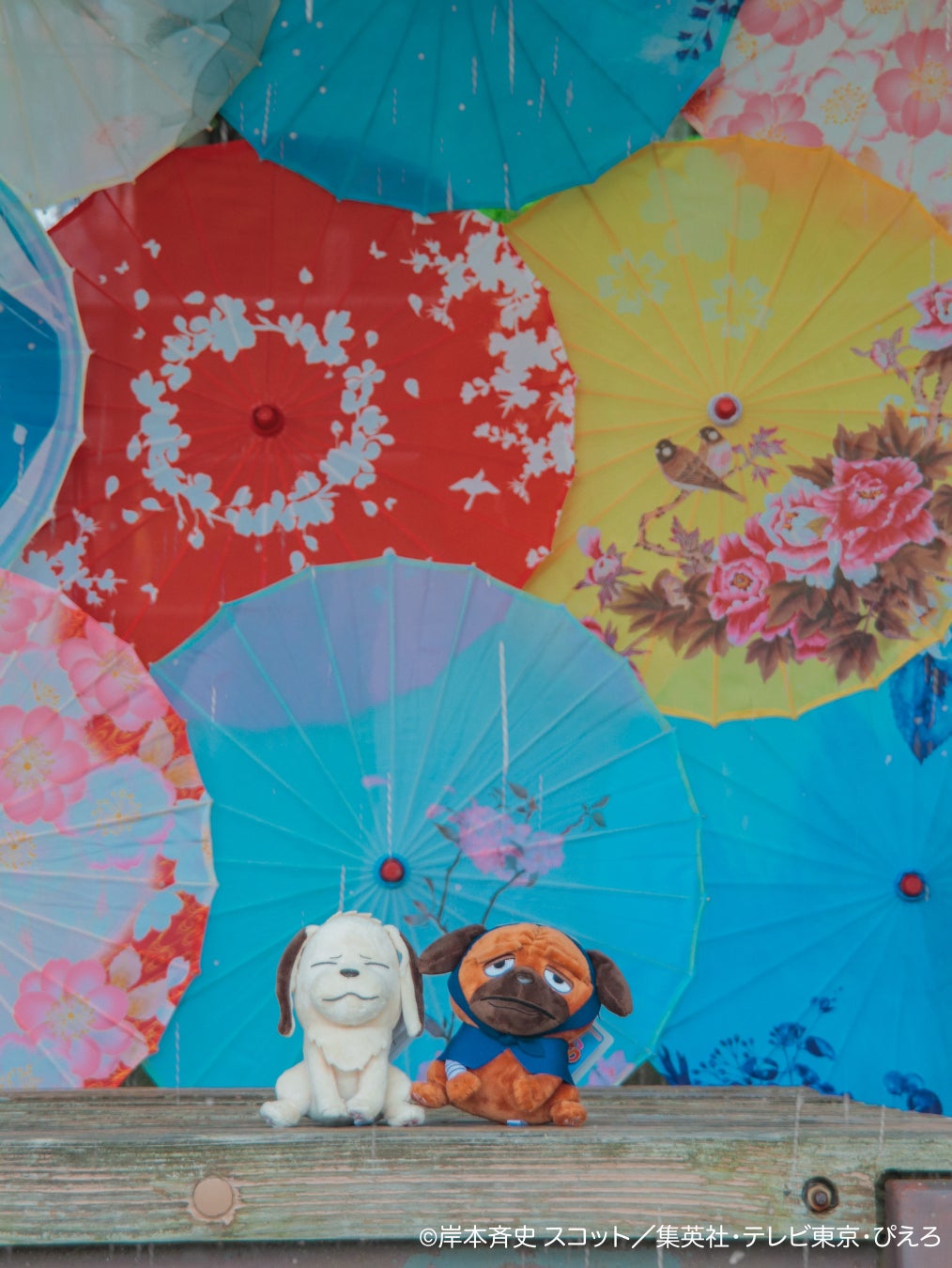 知床でクマ対策用スプレー貸出とあわせて「ココヘリ」発信機の貸与を開始