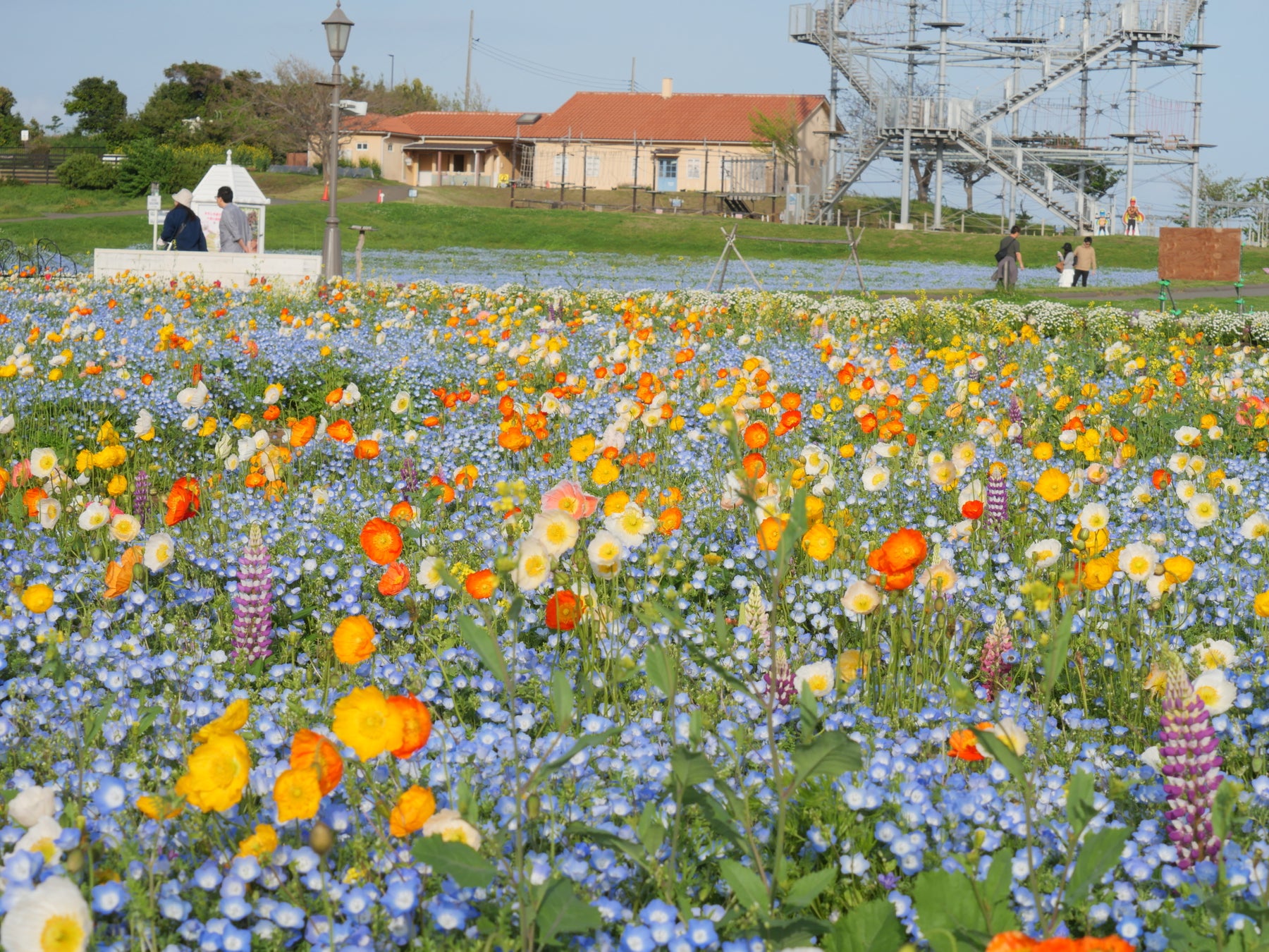 【横須賀・ソレイユの丘】約55万本のネモフィラが今週末から見頃へ。青いオムライスやソフトなど春限定“ネモフィラフード”も登場！絶景＆グルメを満喫。