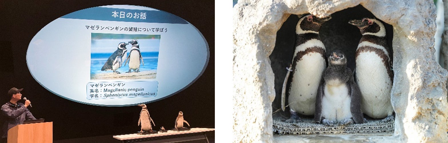 【神戸須磨シーワールド】5月18日は『国際博物館の日』　特別レクチャー「水族館の役割について～ペンギンの繁殖から学んでみよう～」を開催