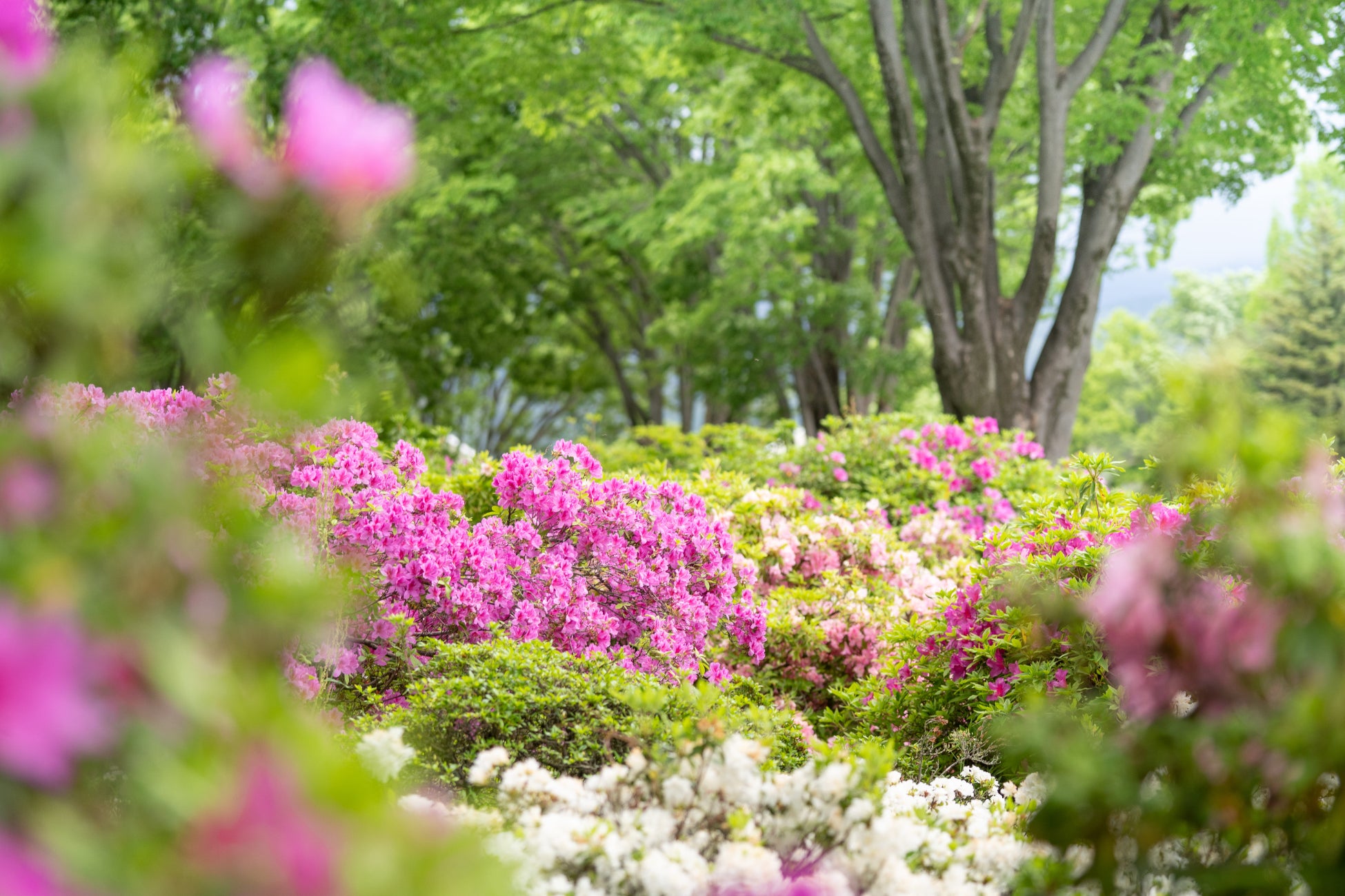 【ぐんまフラワーパークプラス】ツツジが見頃！GWは親子で「花とおしごと」を体験！「キッズマルシェ」と「フローリスト・ガーデナーのおしごと体験」をメインに音楽ライブ、こいのぼり作りなどのイベントを開催。