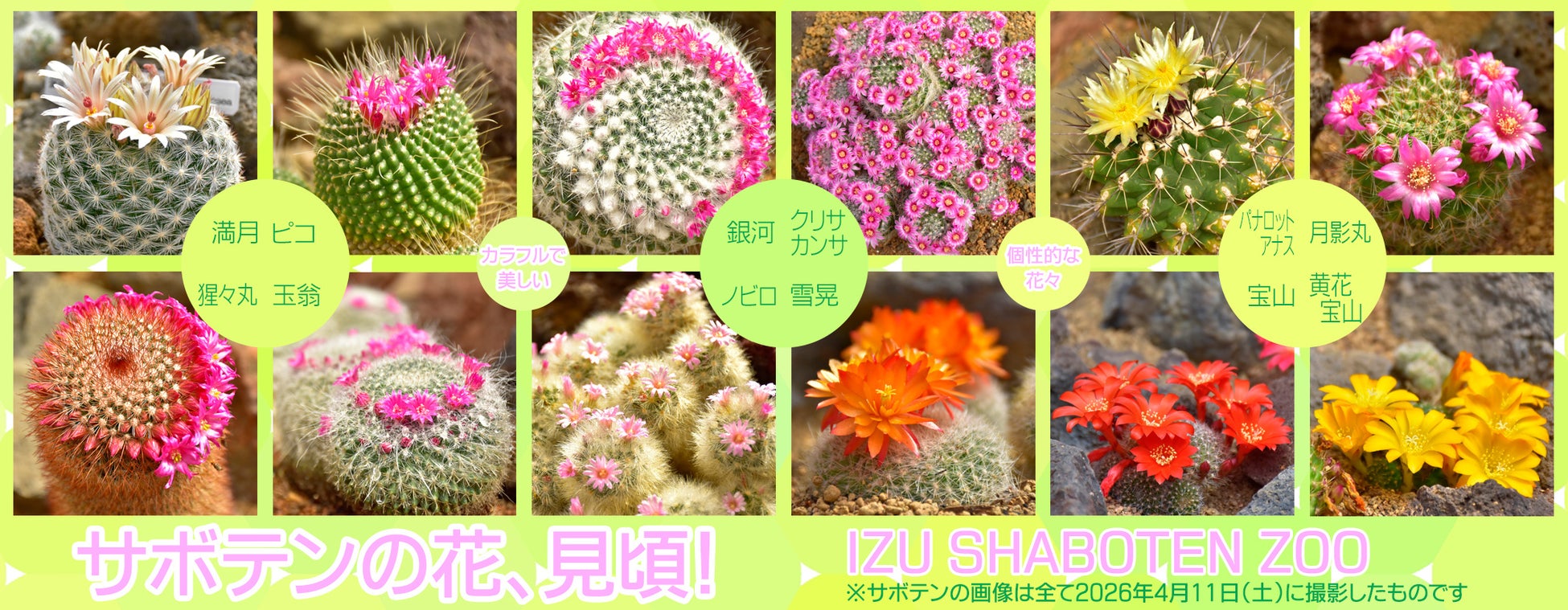 カラフルで美しいサボテンの花が「シャボテン温室」で見頃に！春から初夏にかけて、伊豆シャボテン動物公園ならではの光景が楽しめる