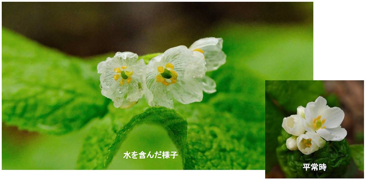 六甲高山植物園 雨に濡れると透ける花　「サンカヨウ」が開花しました！