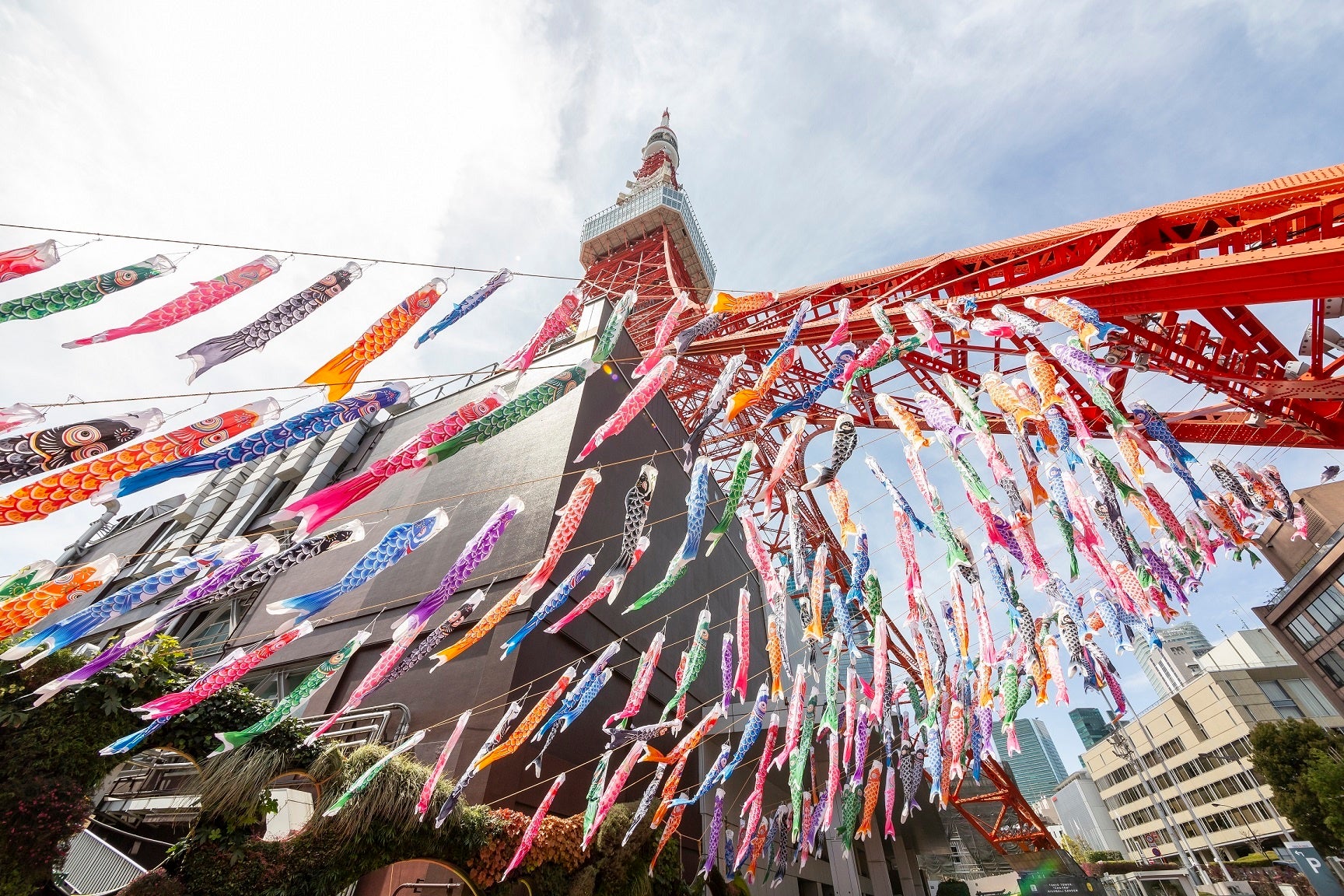 今年のGWは東京タワーで春満喫！「333匹の鯉のぼり」＆「桜のプロジェクションマッピング」好評開催中！