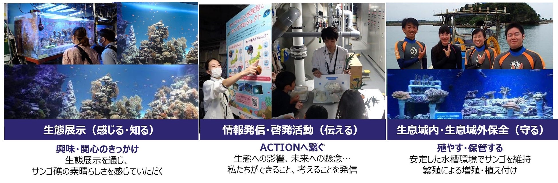 サンシャイン水族館 サンゴプロジェクト20周年の歩み＊4月27日で20周年!!知ってほしい。サンゴ、海、地球のこと
