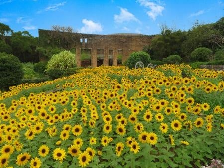 【海洋博公園】黄色に染まるひまわり畑が熱帯ドリームセンター(愛称：美ら島植物園)に登場！「ひまわり畑とひまわり展」開催