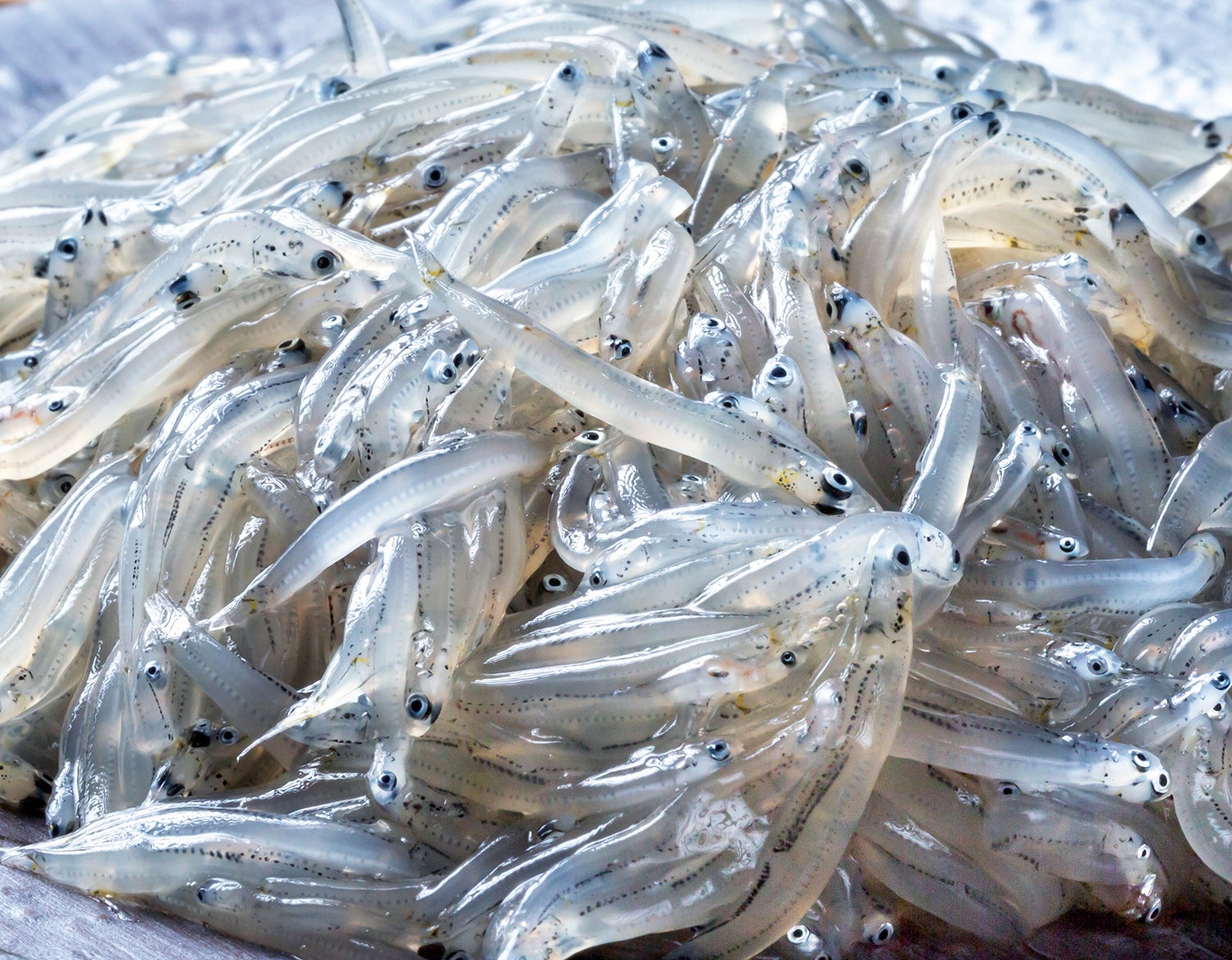 淡路サービスエリア上り線レストラン「ロイヤル」より、期間限定「生しらす」使用の『淡路産生しらすと釜揚げしらすの味わい食べ比べ丼』が、2026年4月25日（土）新登場！！