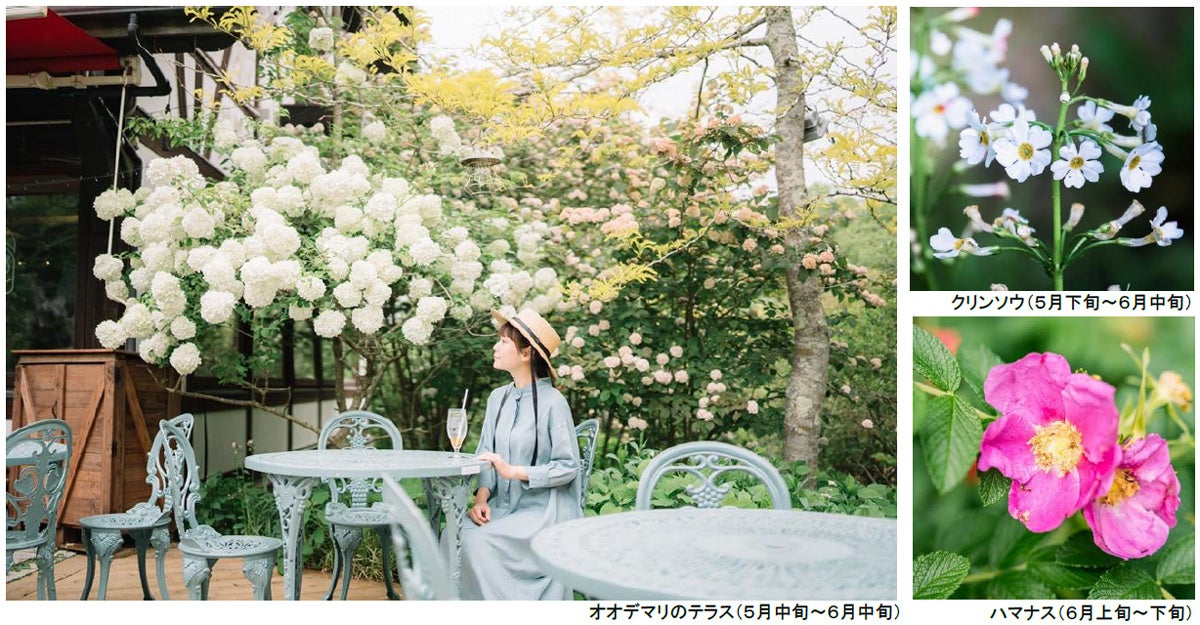 ROKKO森の音ミュージアム SIKIガーデンEarly Summer Season“Concerto”