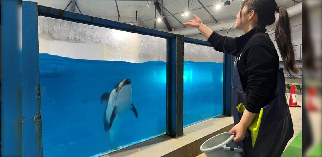 【登別石水亭】登別マリンパークニクスで思い出を作ろう♪「イルカにエサやり体験」と「キングペンギンと記念撮影」プランのご紹介