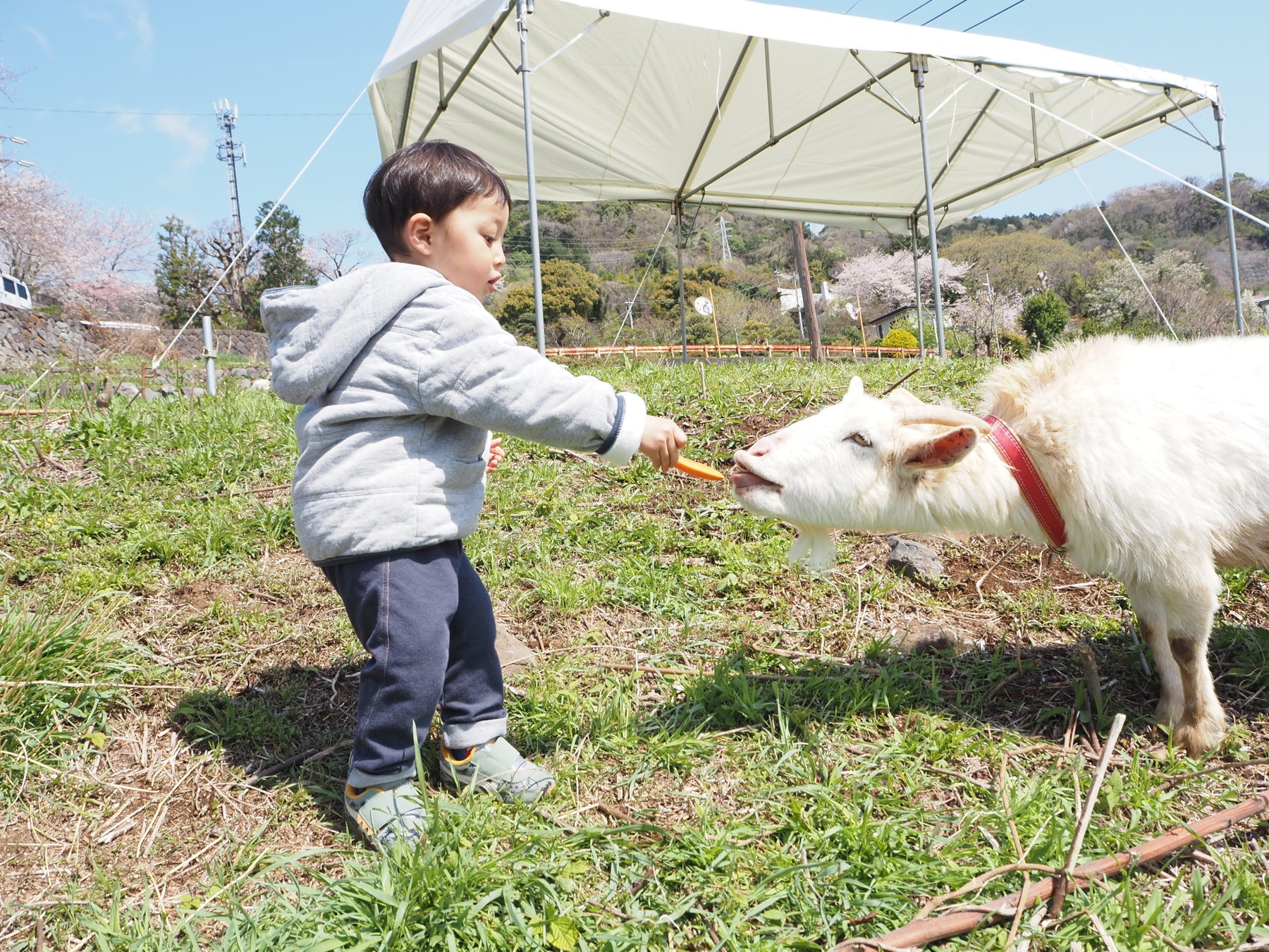 草刈りヤギちゃん・イベント向け「ヤギ貸し出しプラン」の提供を開始