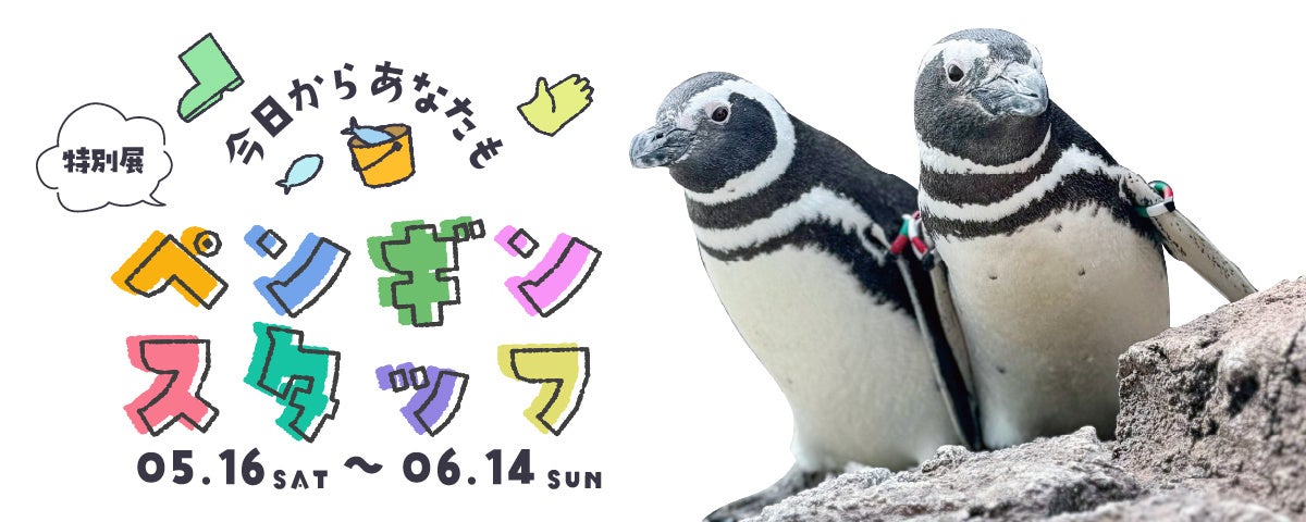 【上越市立水族博物館 うみがたり】特別展「今日からあなたもペンギンスタッフ」【２０２６年５月１６日（土）～６月１４日（日）】