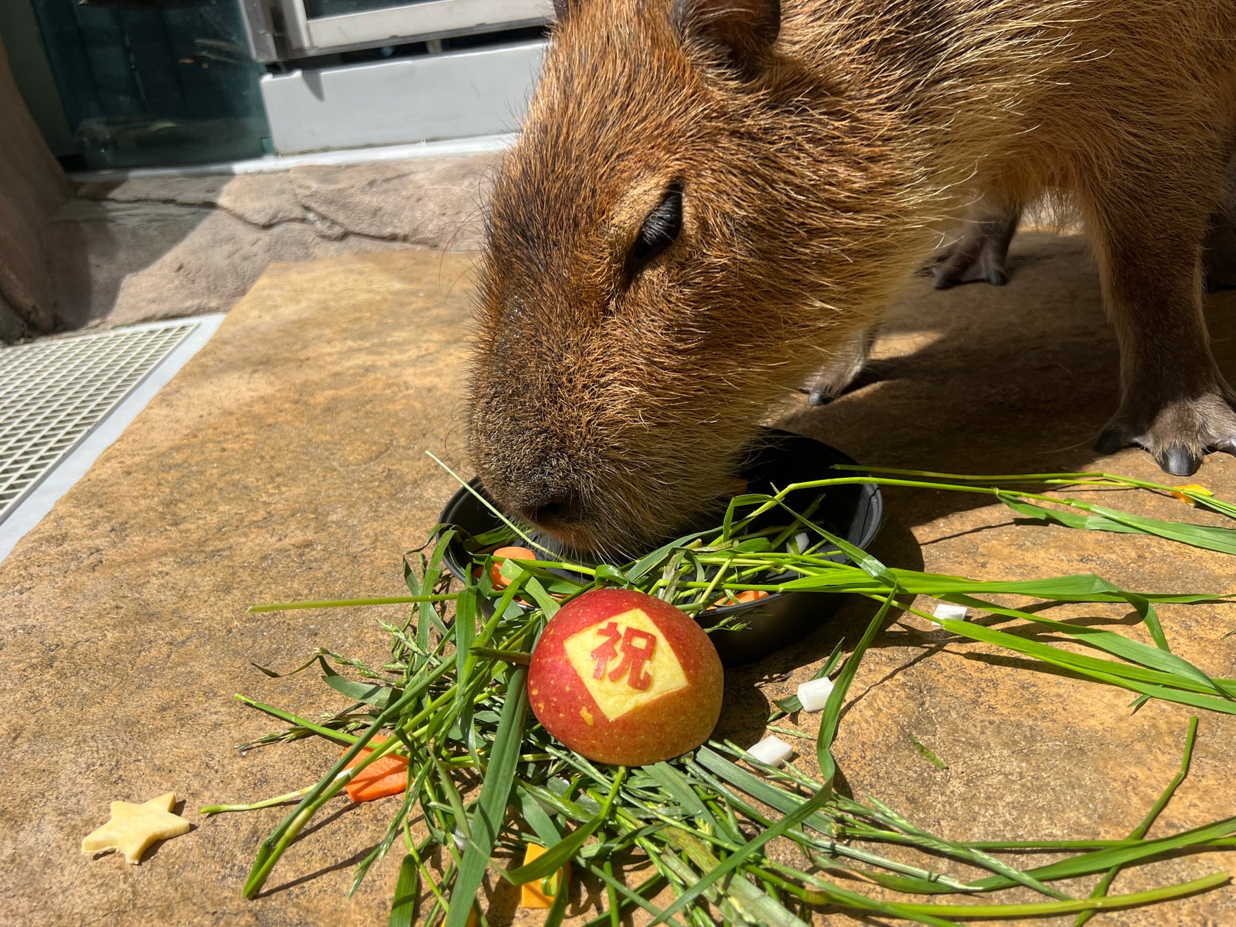 バースデーケーキを作ってもらえる方を大募集！カピバラの誕生日を一緒にお祝いしましょう！【神戸の港の水族館 アトア】