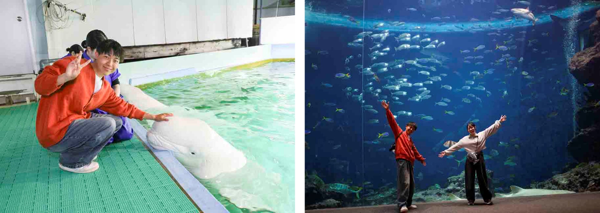 【鴨川シーワールド】夜の水族館で心ほどける癒し時間。ベルーガへのタッチや給餌体験も！大人だけの時間を味わう『大人のチルタイムプラン』開催