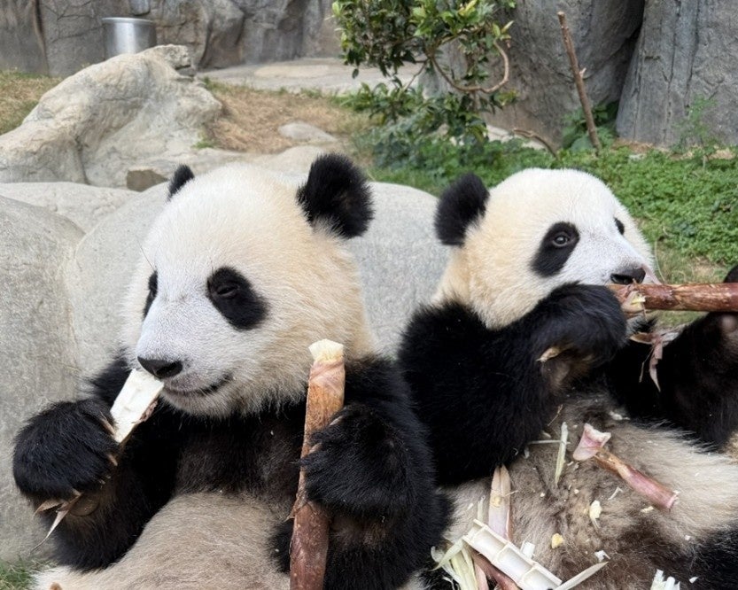 今年２歳を迎えるかわいい双子のパンダに会いに香港へ！ジャイアントパンダ見学エリア優先入場・貸切見学ツアーを発売開始