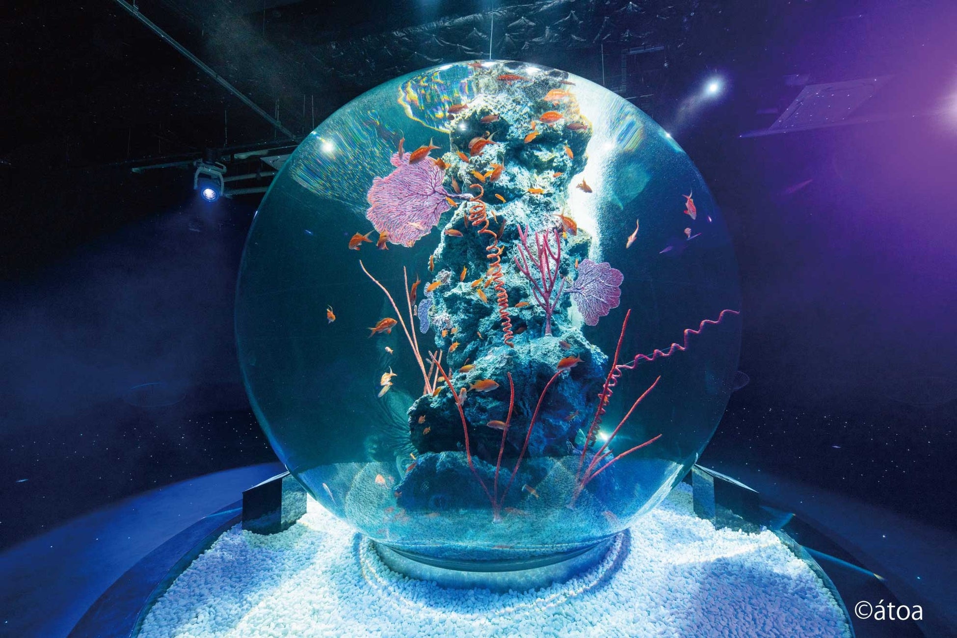 【神戸メリケンパークオリエンタルホテル】神戸初！幻想的な都市型水族館「átoa」で花束サプライズ　大切な人との記念日を彩る“アニバーサリーステイプラン”販売