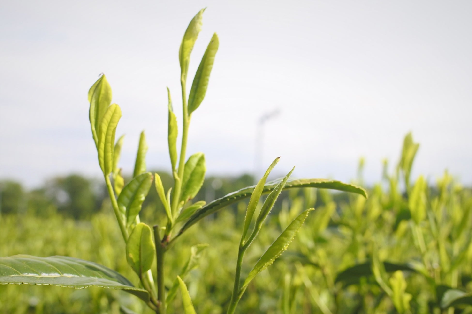 【狭山市】2026年狭山新茶のシーズン到来！狭山市で路地ものの新茶摘みが始まる