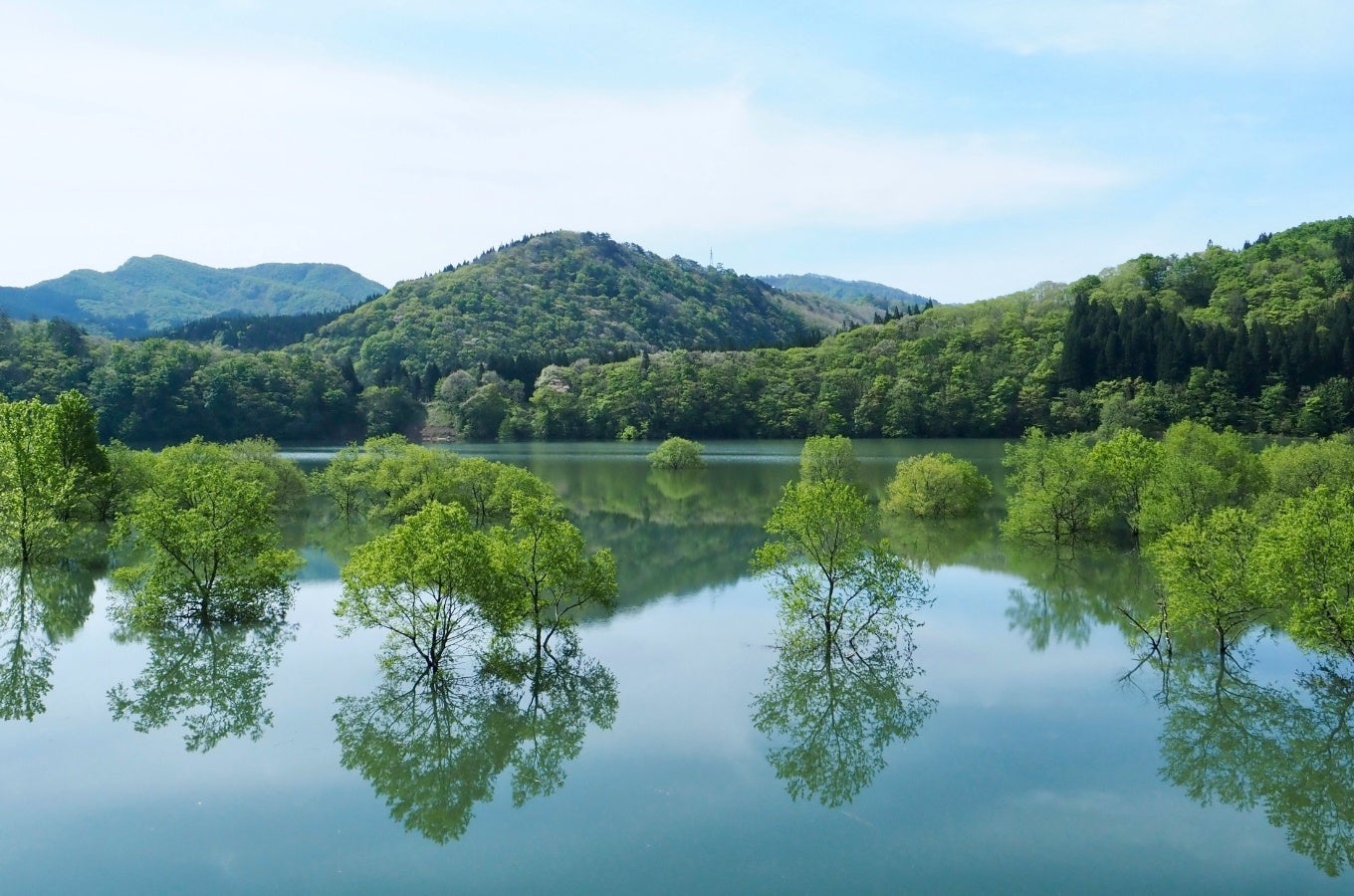 春だけ現れる“湖の森” 西和賀町の水没林が見頃に