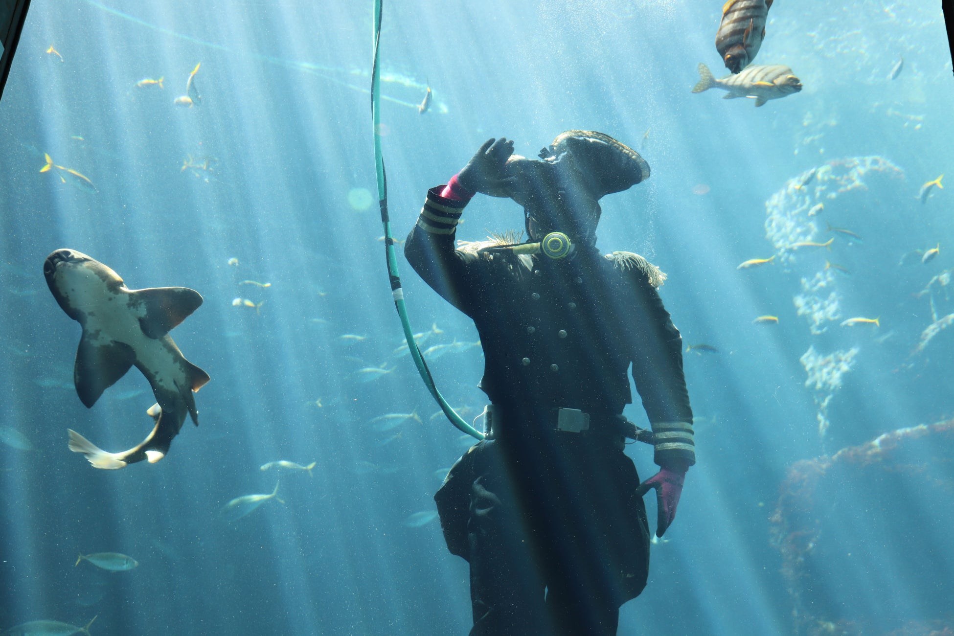 【下田海中水族館】第87回下田黒船祭を盛り上げるぞ！！“ペリー提督による魚の餌付けショー”2026年4月29日（祝・水）～5月17日（日）