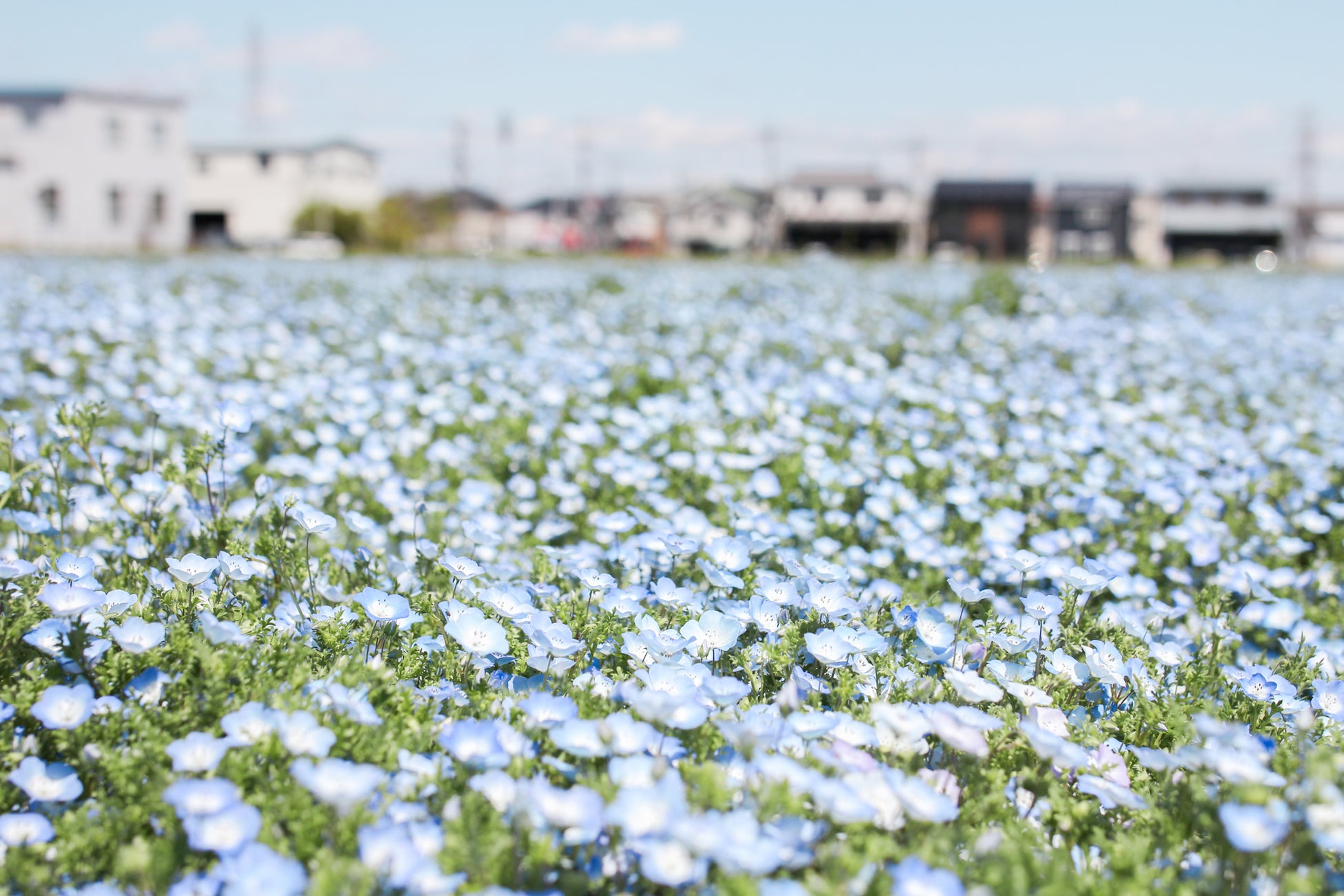 【埼玉県北本市】ネモフィラが見ごろです！