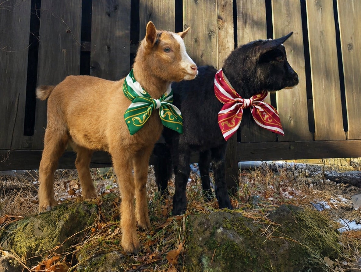富士山の麓で「ヤギのシツジ」がお出迎え。HANZ OUTDOOR RESORT河口湖で、タロとジロが執事に就任！