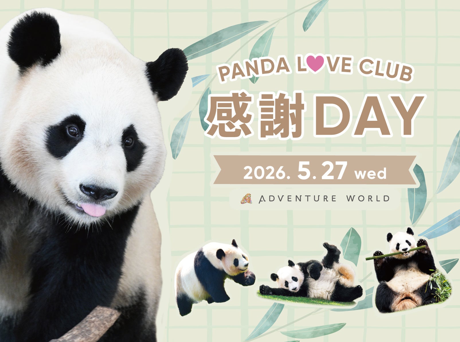〜離れていても、こころはひとつ。飼育の舞台裏へ潜入し、パンダファミリーに想いを馳せる特別な一日～パーク貸切イベント『PANDA LOVE CLUB 感謝DAY』開催決定！