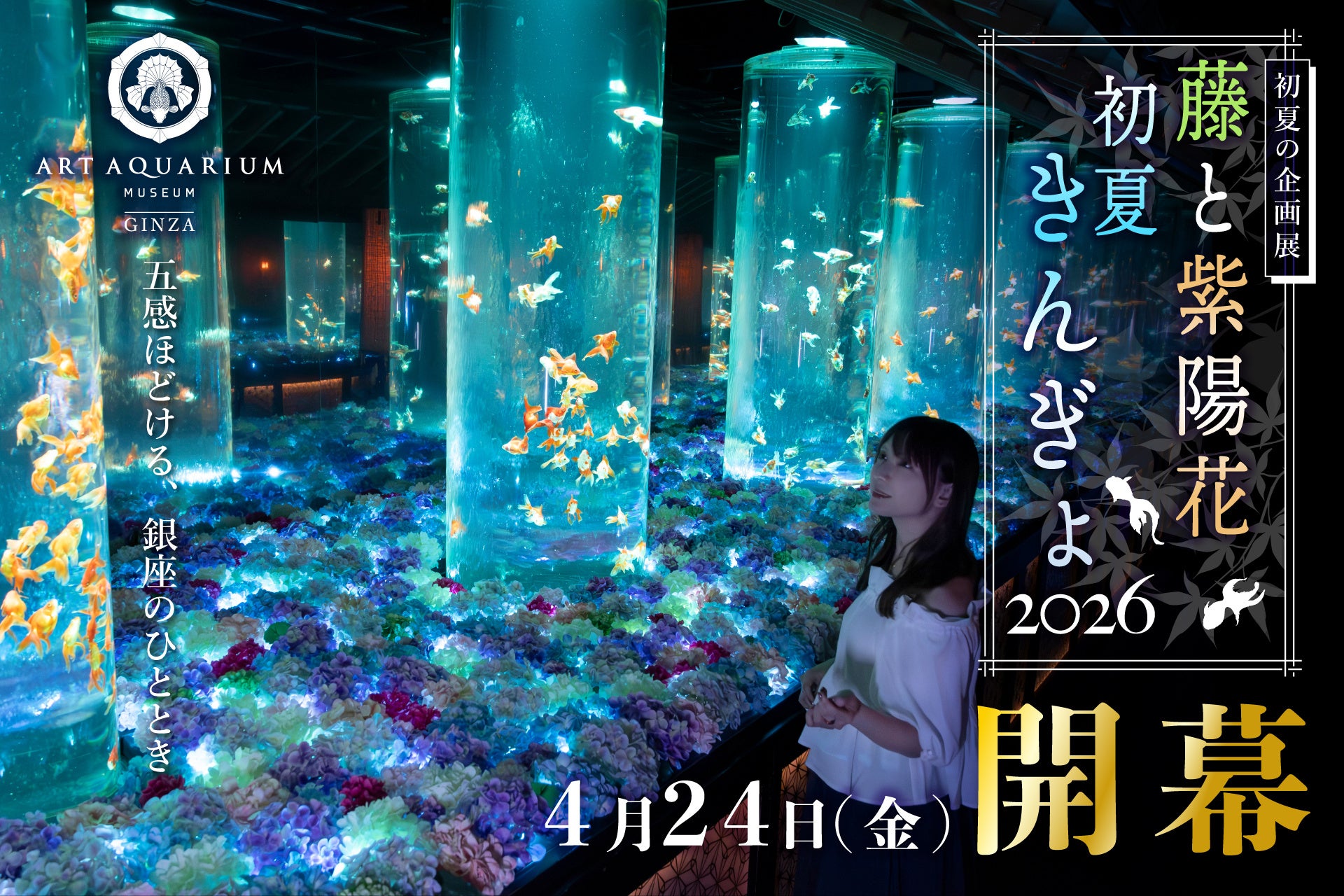 アートアクアリウム美術館 GINZA初夏の企画展「藤と紫陽花 初夏きんぎょ2026」4月24日開幕