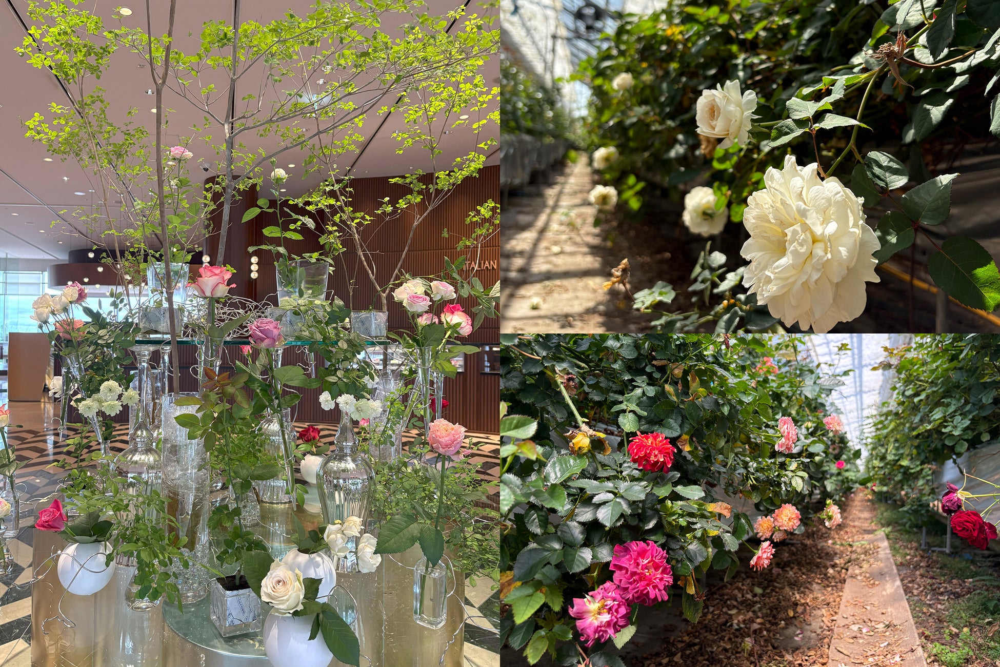 【琵琶湖ホテル】滋賀県産のバラで初夏のロビーに彩りを花の地産地消で県内生産者を応援するSDGsの取り組み