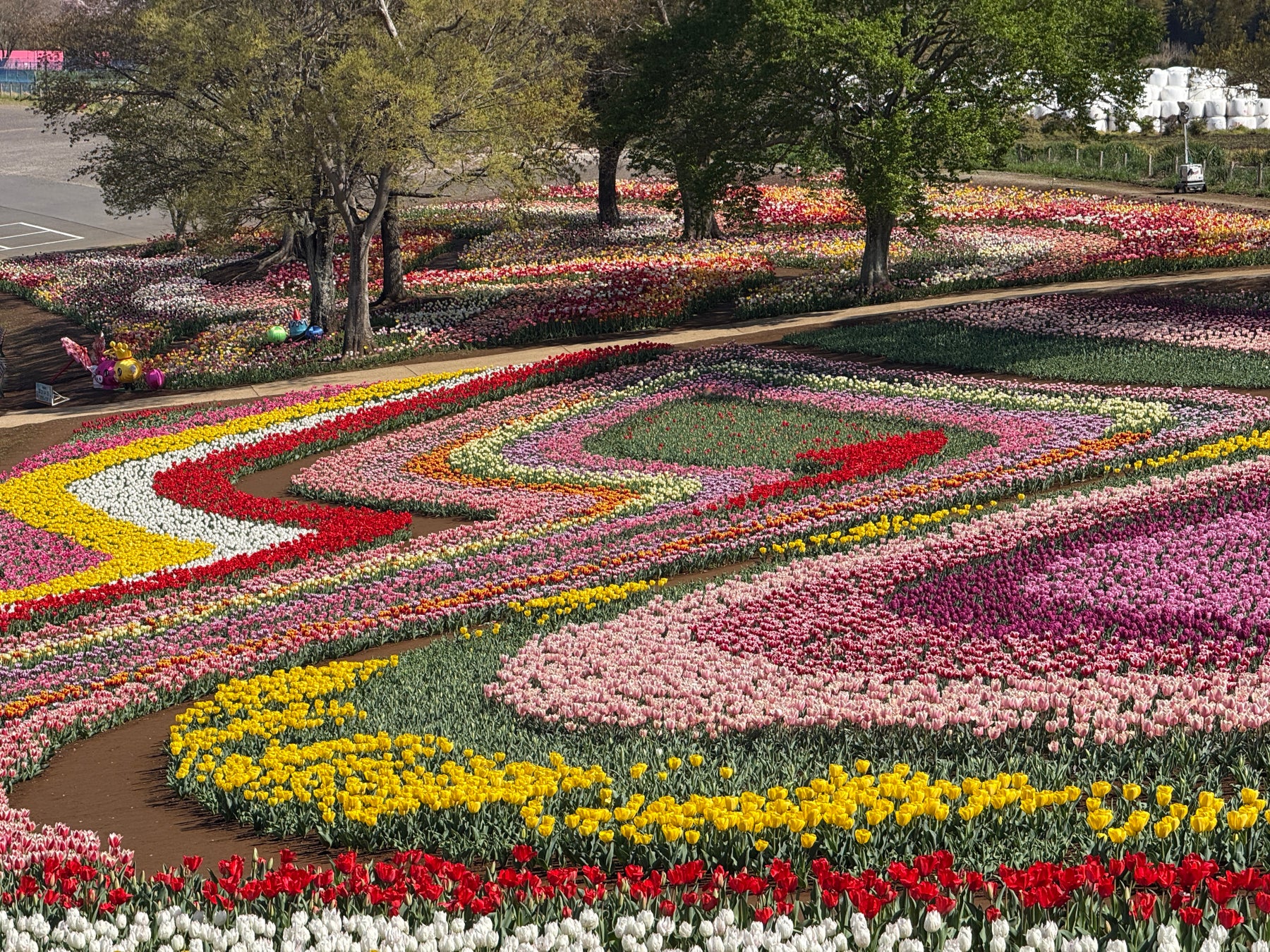 地域と咲かせる希望のバトン「スーパーレインボーフェス」へチューリップの球根5,000球を無償提供