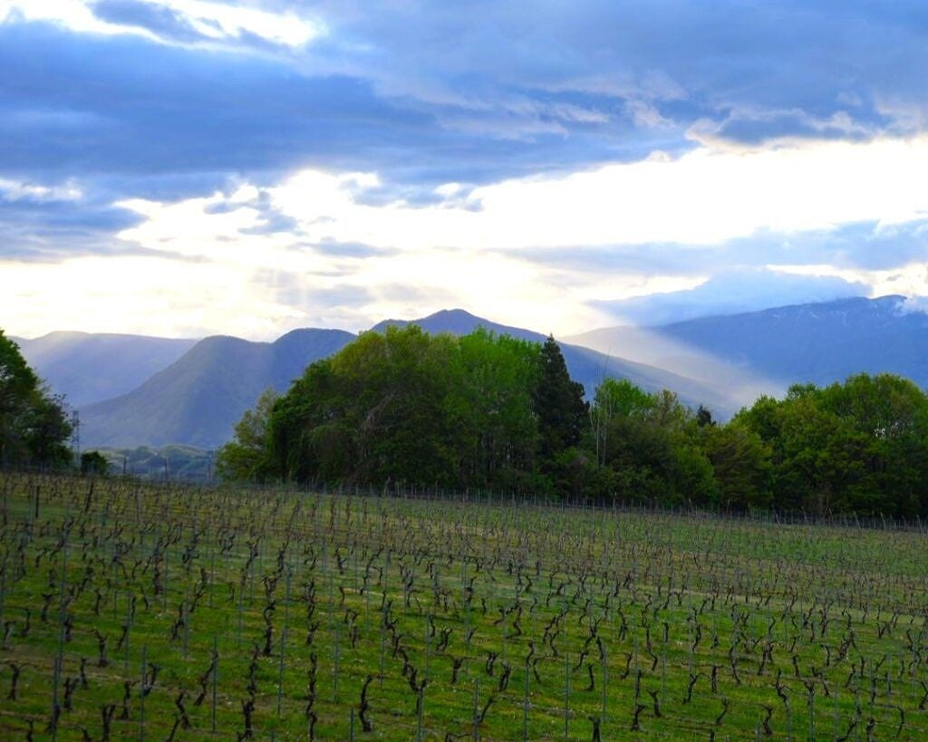 【長野・飯綱町】生産者と歩く広大なぶどう園トレッキングや「摘果体験」も。5/16開催『いいづなシードルガーデン2026』予約制体験イベントの詳細発表