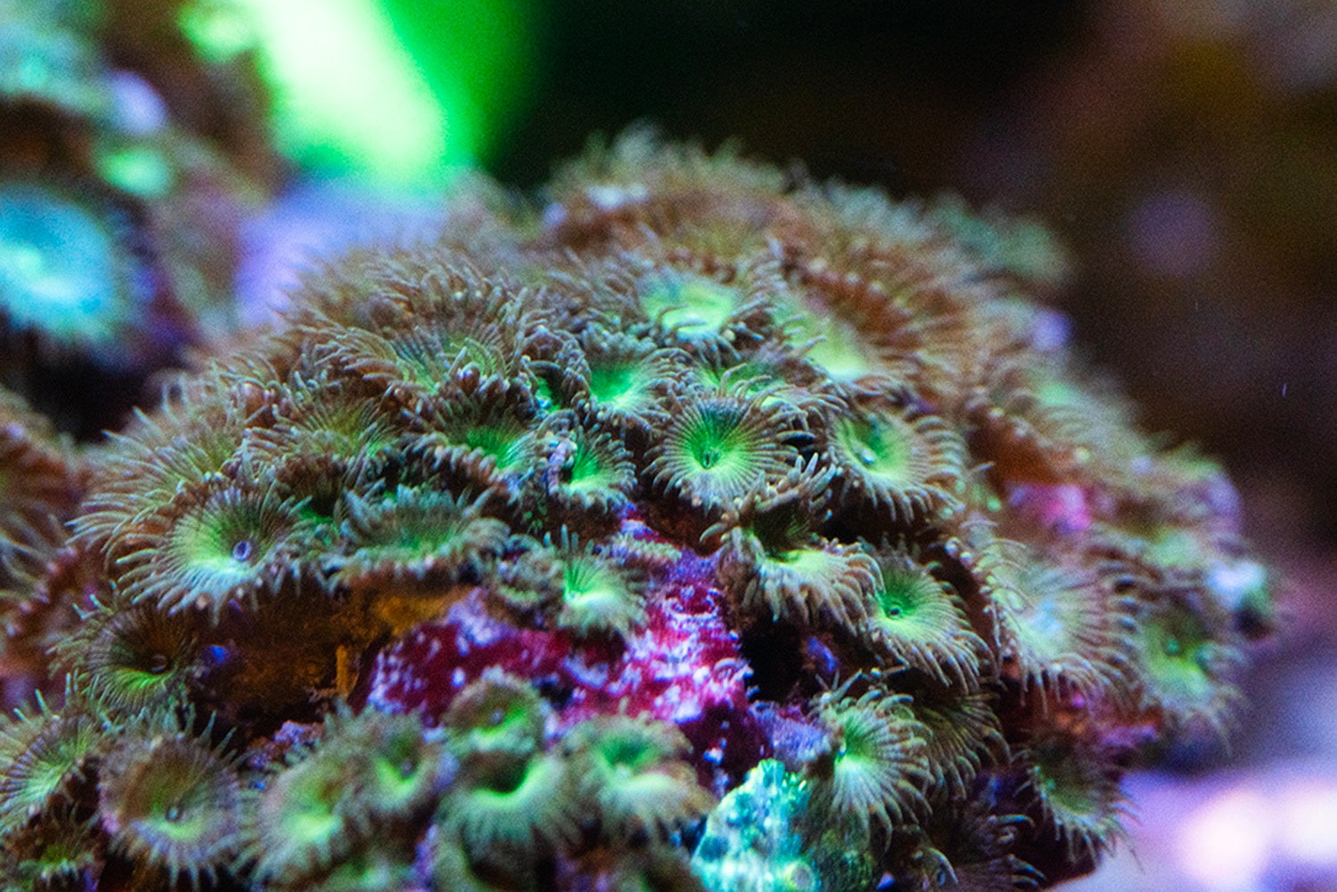 【広島もとまち水族館】ゴールデンウィーク企画「マリンフラワーフェスティバル」色鮮やかなイソギンチャクたちの競演