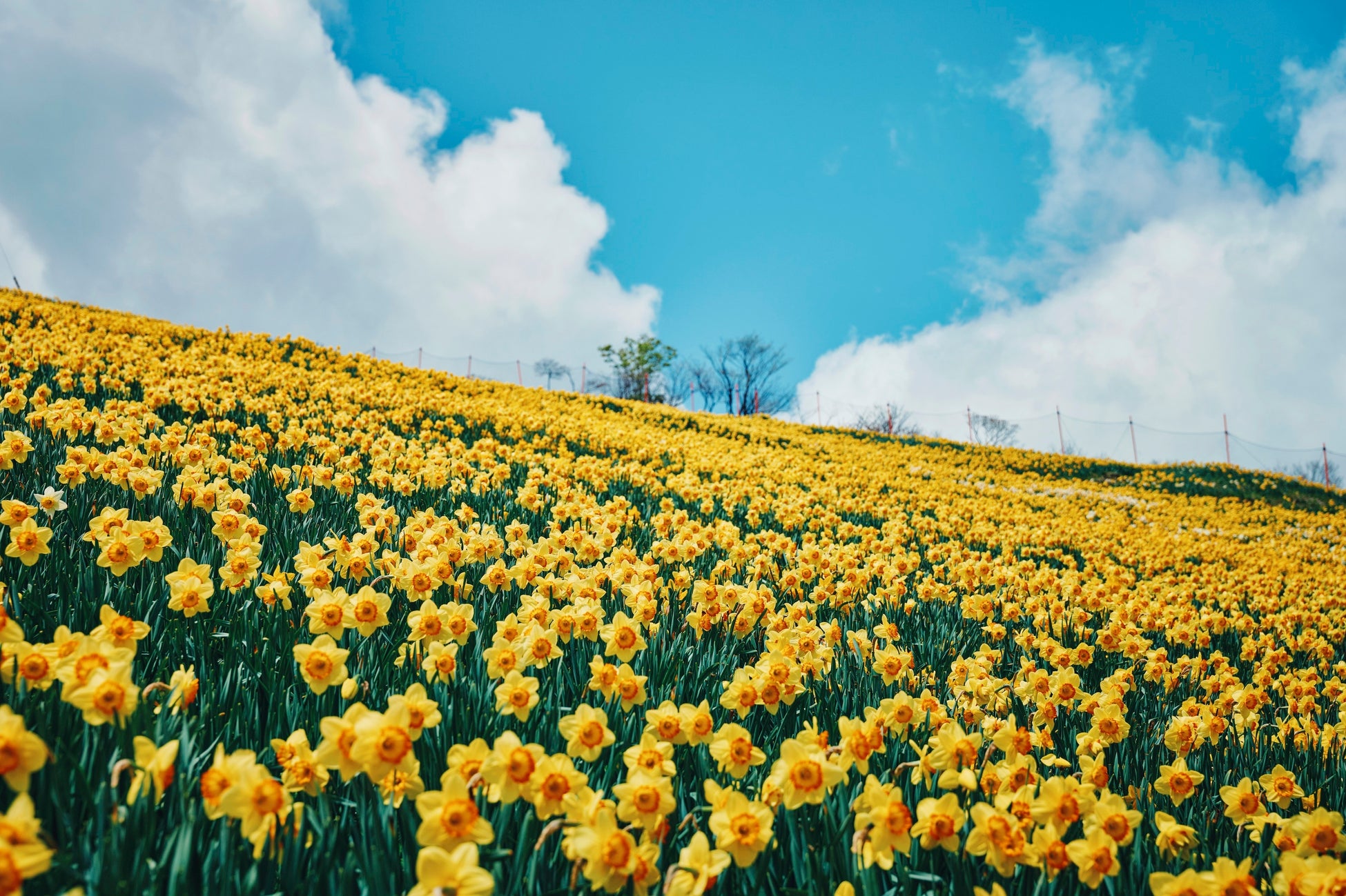 見た目はバックパック、中は抜群の保冷力。ドイツ発「BE-CooL」2026年新作がMakuakeに登場——5月26日(金)10時より先行販売