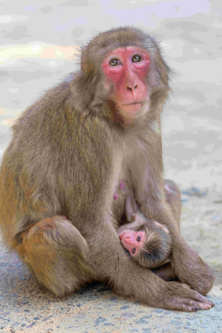 【大分県大分市】「高崎山第１号赤ちゃんザル」が誕生しました～名前は「ミラノ」～