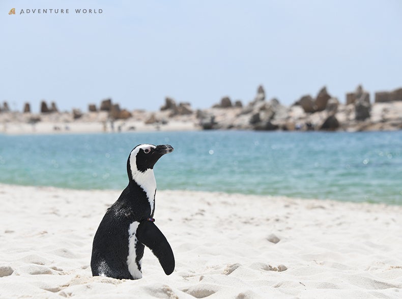 【OMO7旭川】旭川市旭山動物園の営業再開を待つ間も、動物の魅力を再発見する特別プログラムを緊急開催