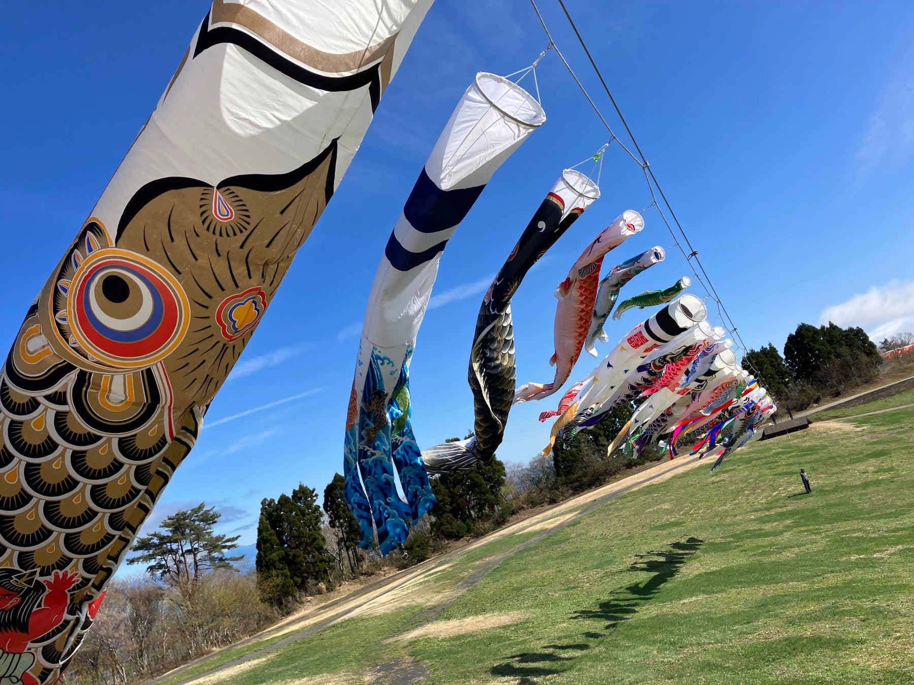 見て、遊んで、食べて。全部が主役のGWへ。【びわこ箱館山】　130匹の鯉のぼり×100m虹色スライダー×苺パフェ