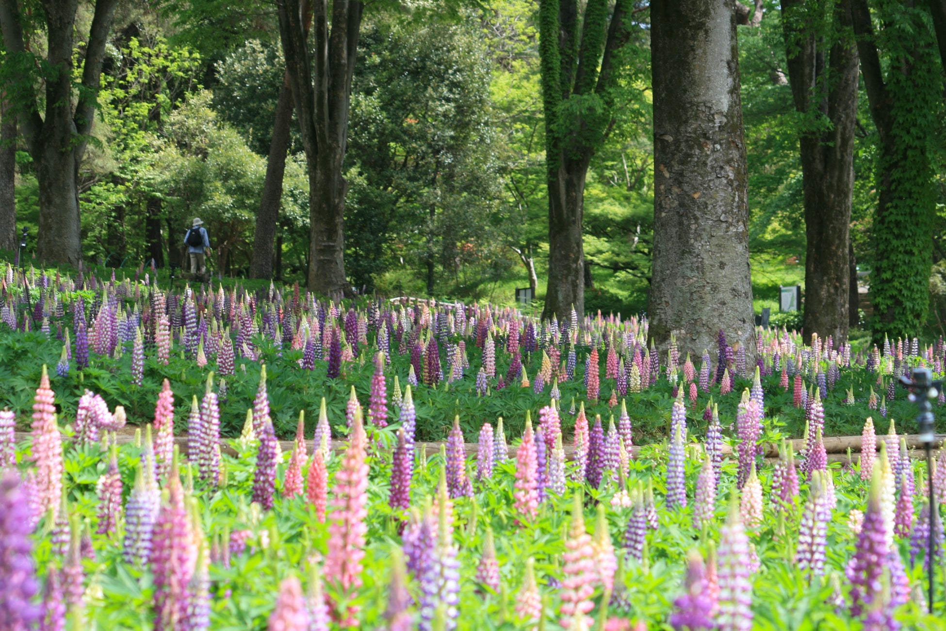 『ルピナス』『デルフィニウム』見頃です（国営武蔵丘陵森林公園）