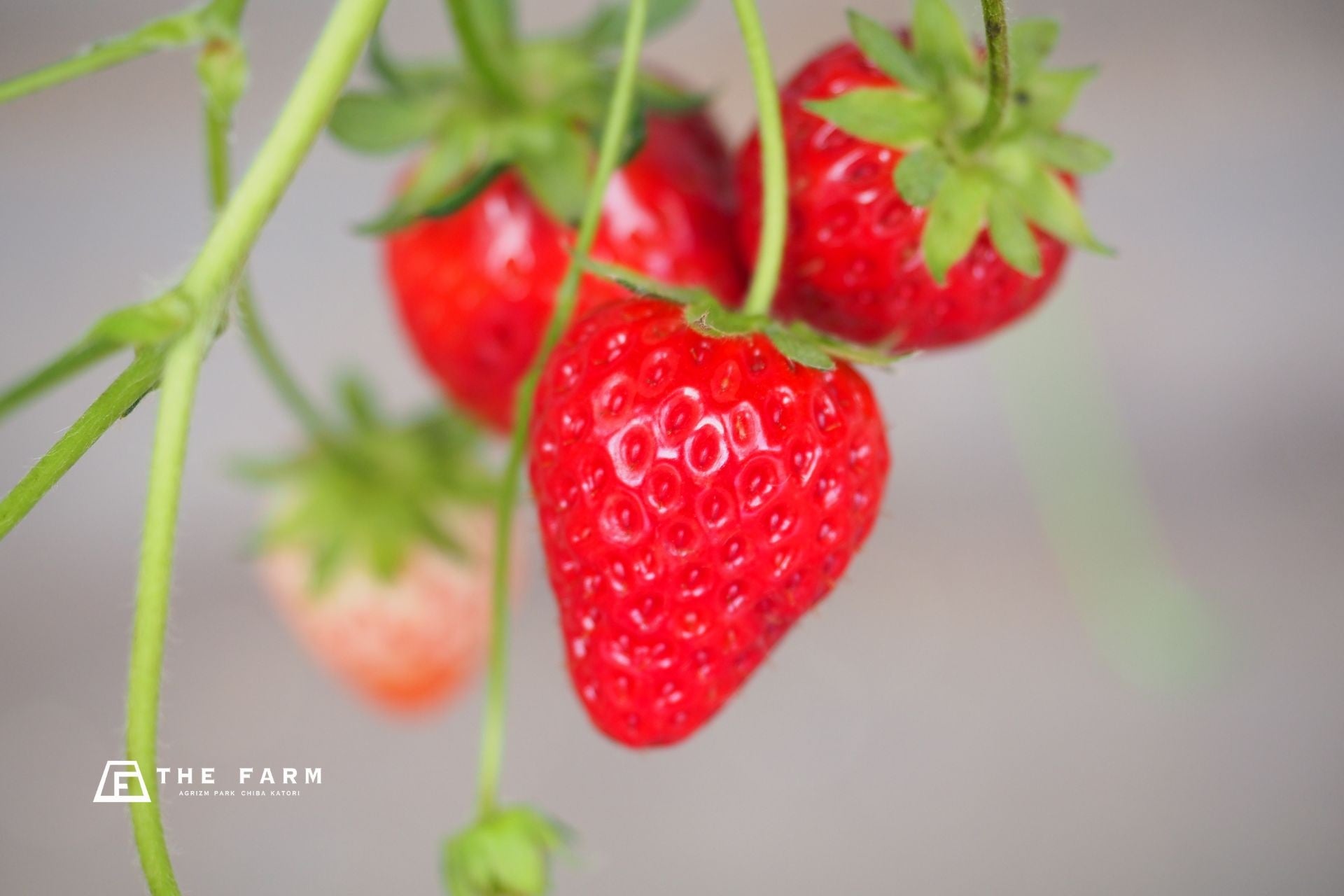 【5月平日限定】農園リゾート THE FARM、朝食ビュッフェでTHE FARM 星空いちご園のいちご食べ放題を実施