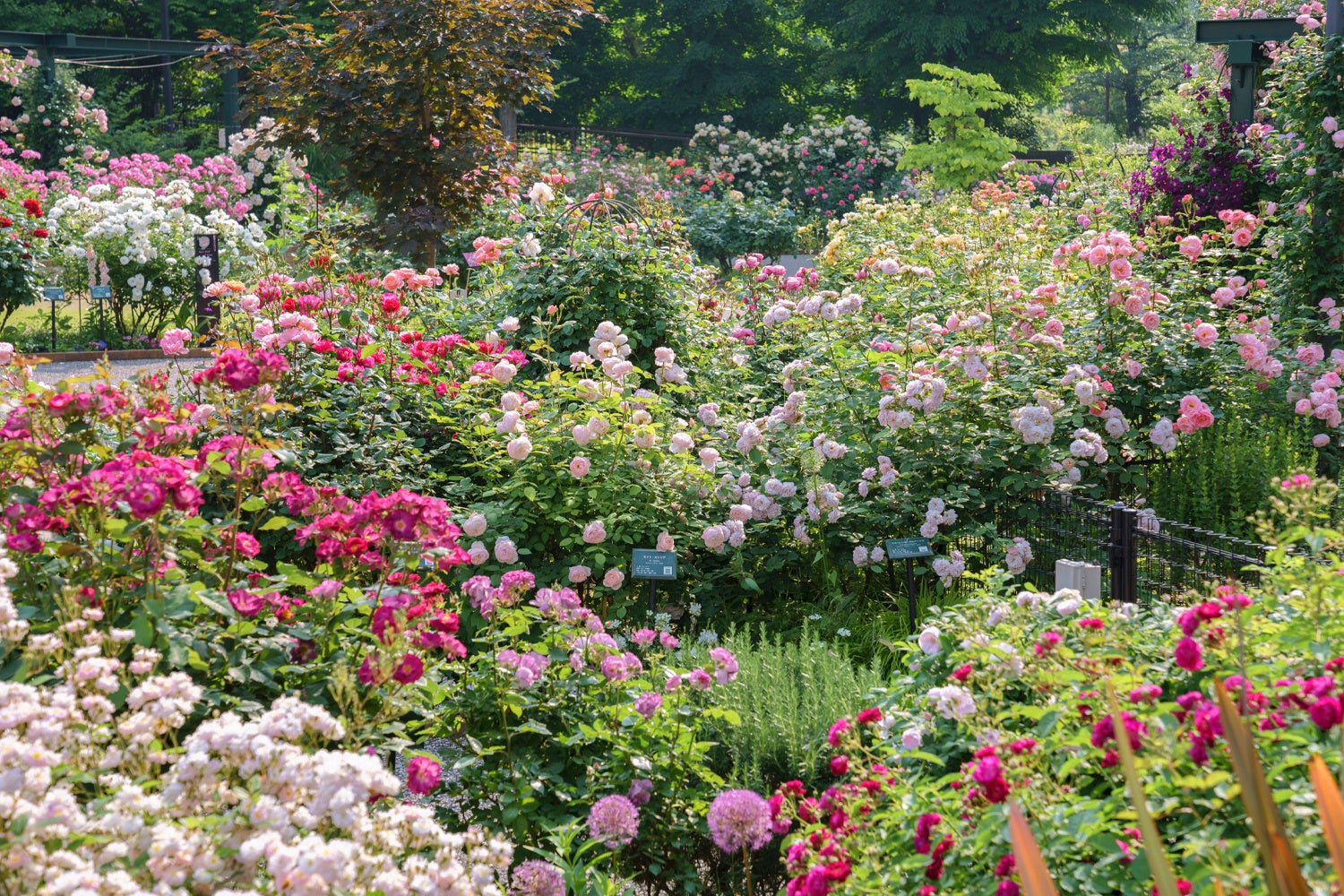 例年より早く春色に染まる庭園へ／今年のバラは5月初旬から見ごろに／開園10周年を迎える練馬区立 四季の香ローズガーデン「2026ローズガーデンフェスティバル」明日開幕