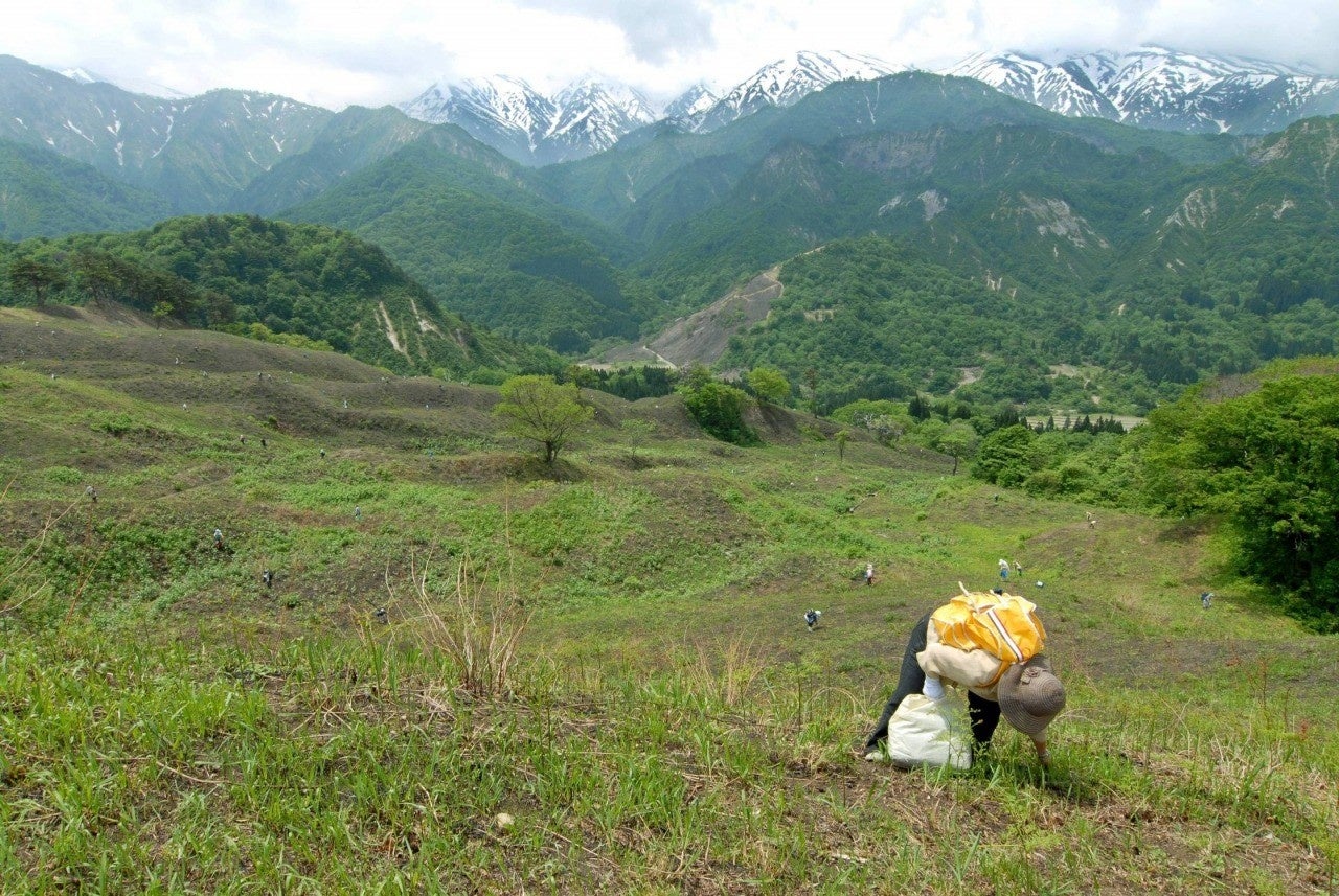 【山形・置賜】小国町ならではの食と自然を満喫！絶景の中でわらび採り 1泊2日平日限定宿泊プラン販売