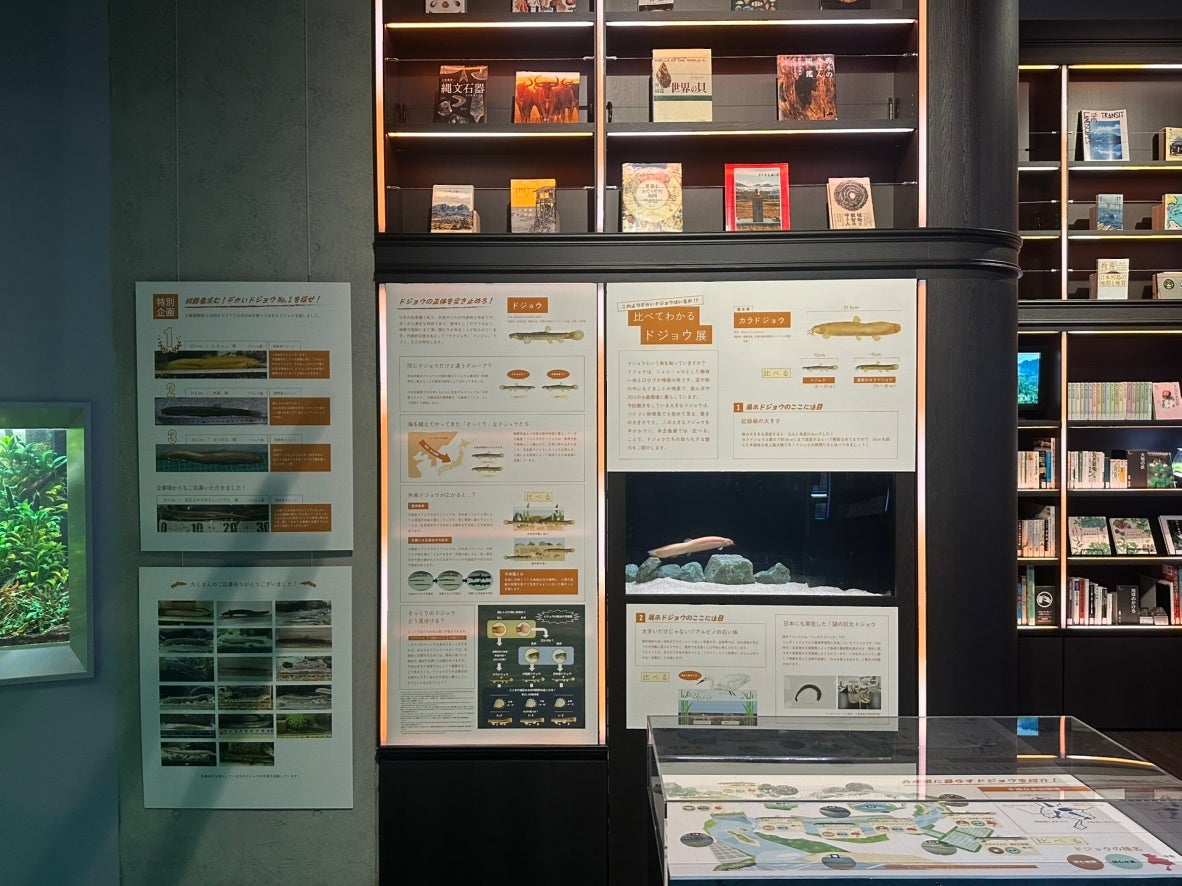 前代未聞の巨大ドジョウ！？比べて分かるドジョウ展スタート！