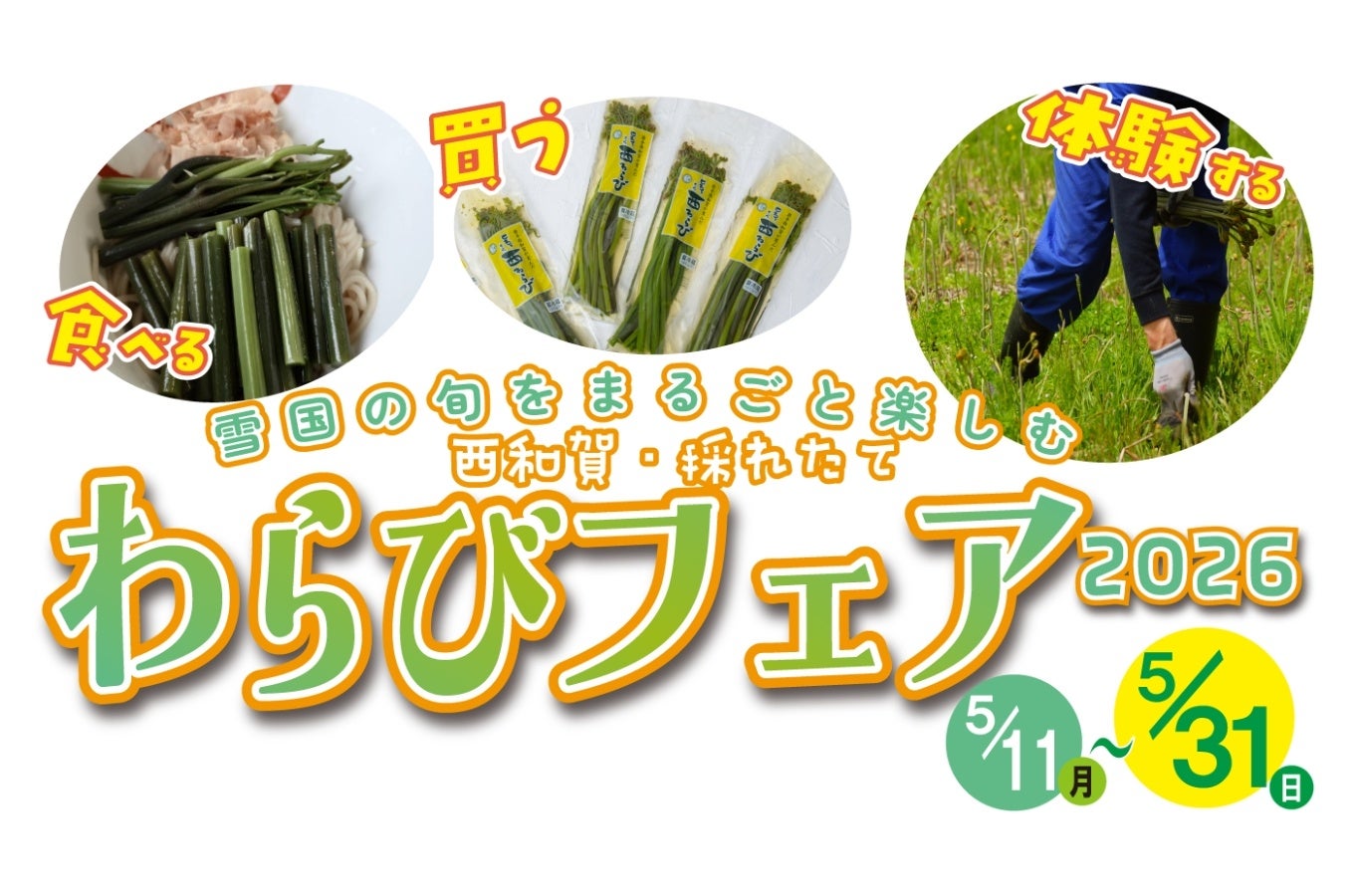 「西和賀・採れたてわらびフェア 2026」開催（5/11〜5/31）