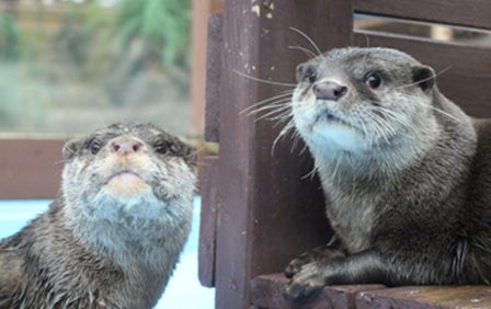 「世界カワウソの日」特別イベント開催! カワウソのことがもっと好きになる!!