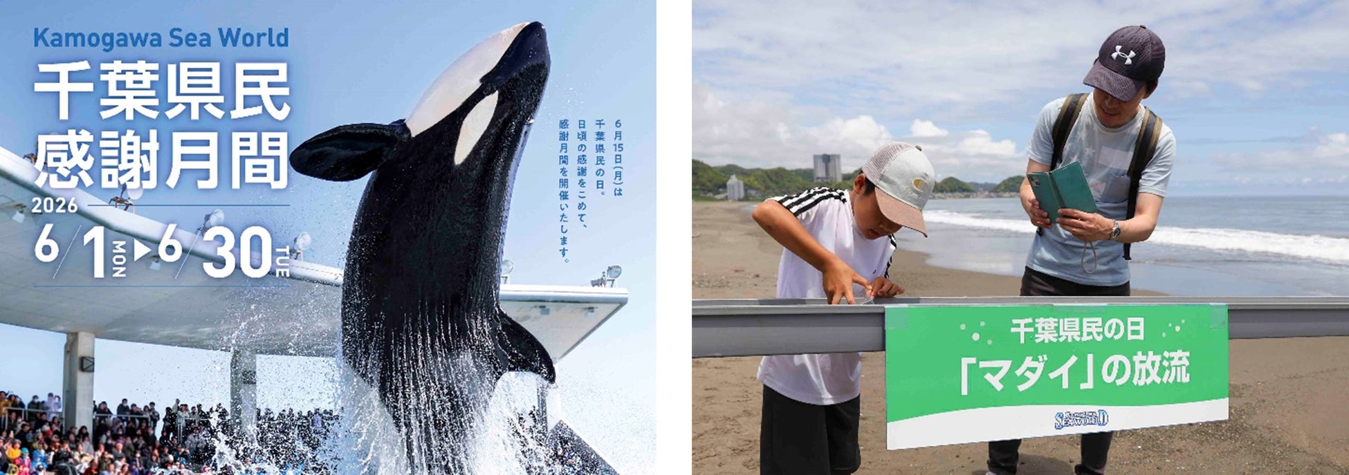 【鴨川シーワールド】千葉県民限定の入館割引や「マダイの放流体験」を実施！日頃の感謝を込めて「千葉県民感謝月間」開催