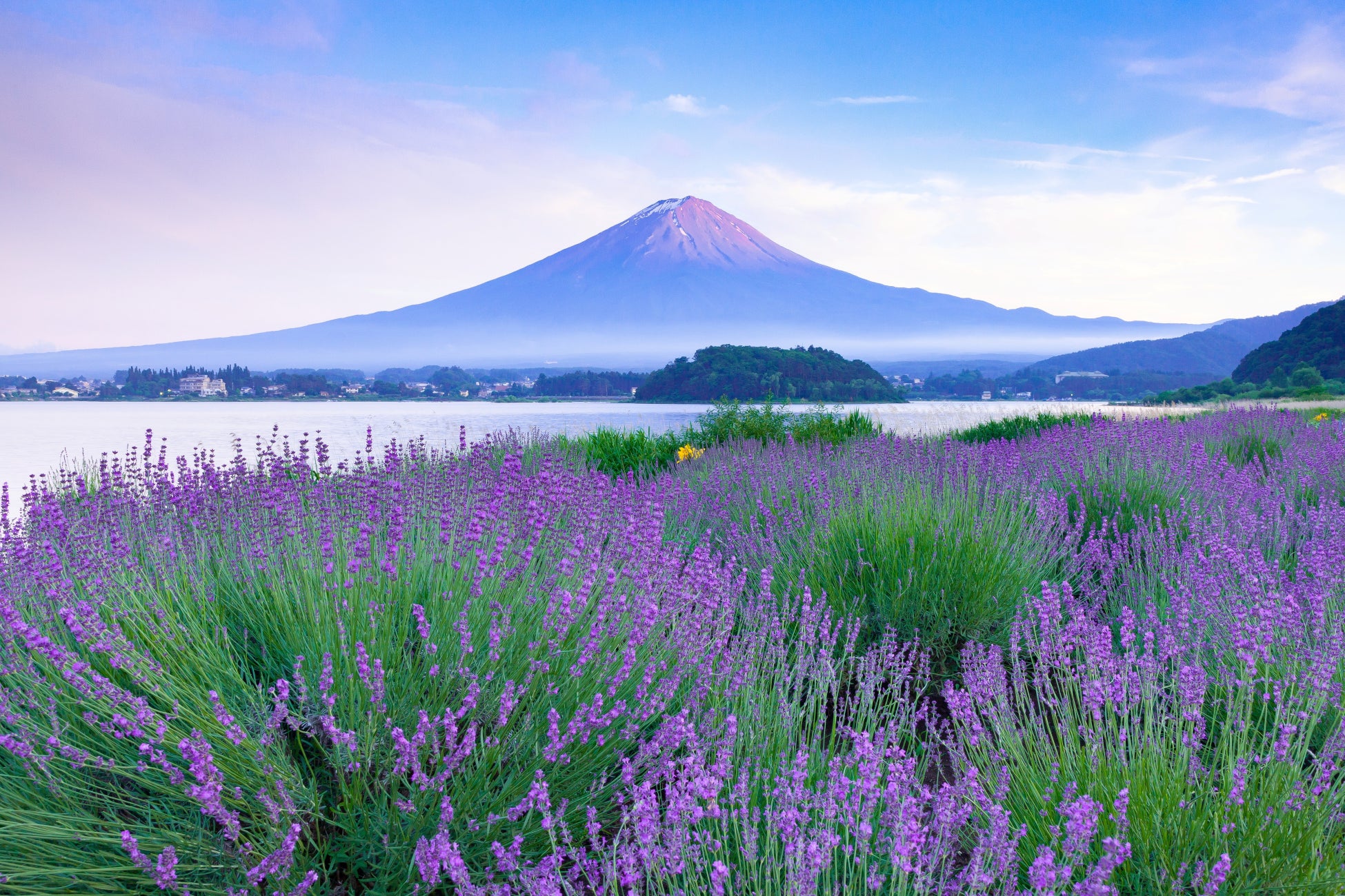 【富士山麓】動物同伴型一棟貸し宿「ICHI 縁」にて、梅雨時期限定の特別プラン「動物家族と彩るラベンダーステイ」を販売開始