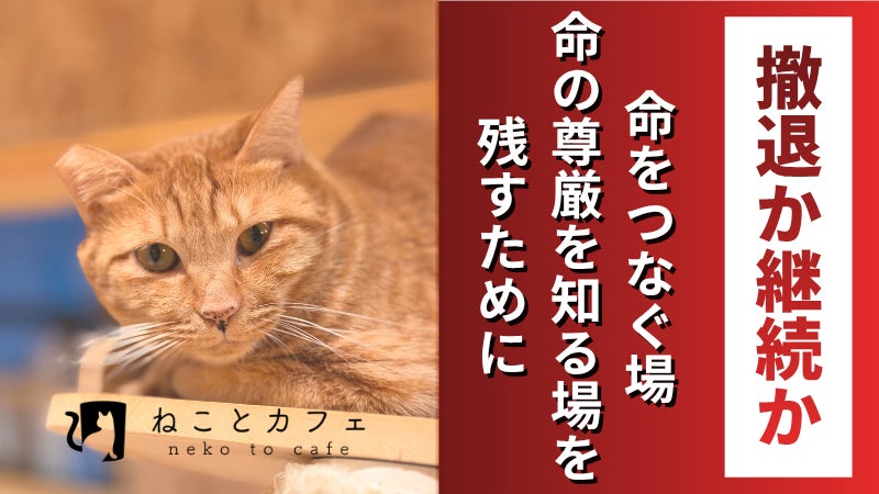 大阪・天王寺の保護猫カフェ「ねことカフェ」が存続をかけたクラウドファンディングスタート！6月26日までに450万円未達なら閉店判断へ