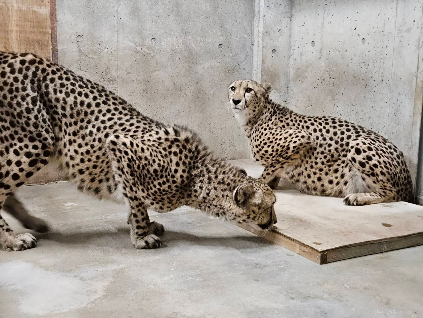【群馬サファリパーク】希少動物のチーター2 頭を受け入れ