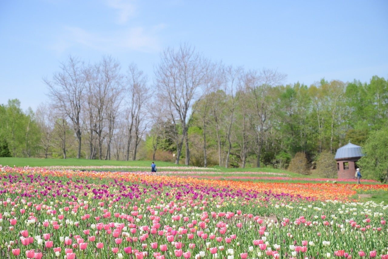 【札幌近郊最大級！】チューリップ まもなく見頃！！(国営滝野すずらん丘陵公園）