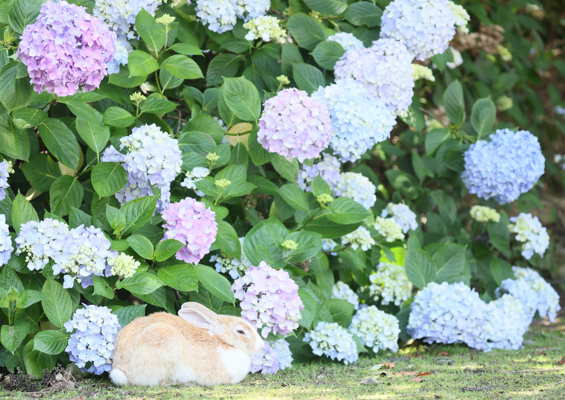 うさぎ×あじさいを思う存分楽しむ　「うさぎ島あじさいキャンペーン」を2026年6月6日より開催　～梅雨のうさぎ島で、五感を満たす新たな島時間をご提案～