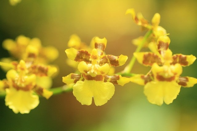 【海洋博公園】～黄金色の花に包まれる～ オンシジウム・スファケラツム開花