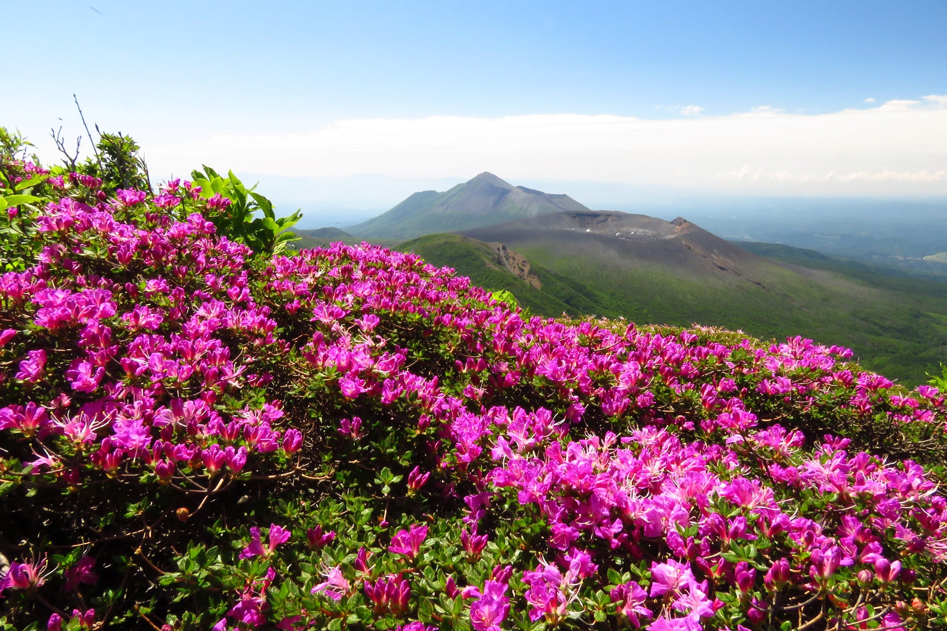 【霧島市】霧島連山で「ミヤマキリシマ」が咲き始め