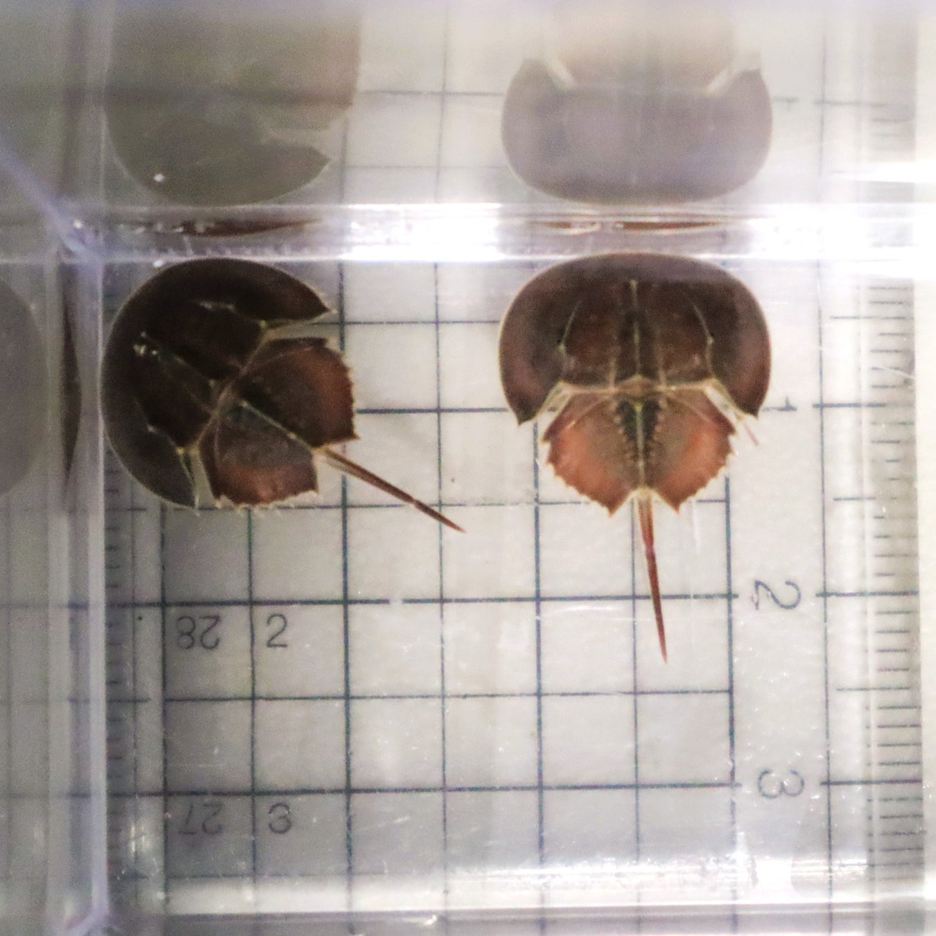 生きた化石 カブトガニの幼生を四国水族館で展示しています