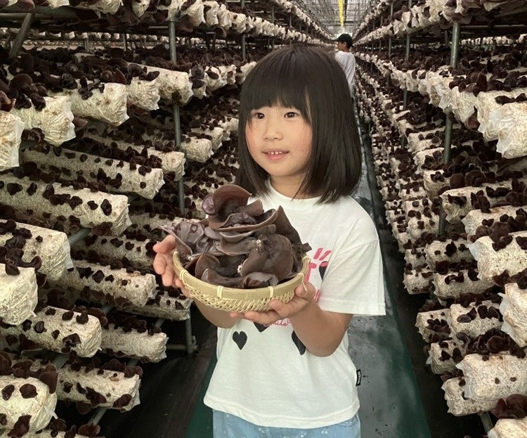 珍しい！オーガニックきくらげの収穫体験！受付開始！